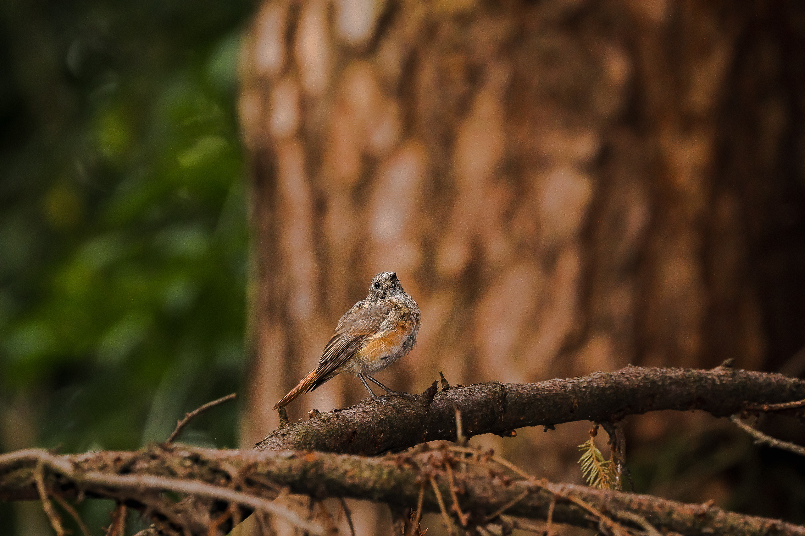 Горихвостка чернушка самочка