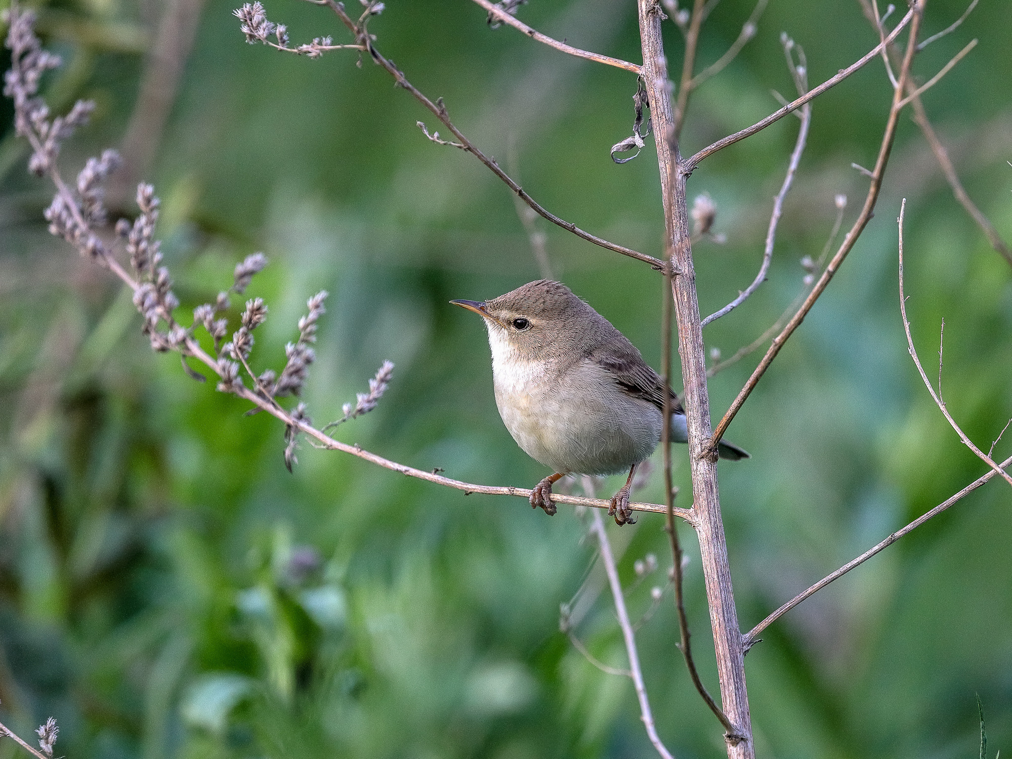 Северная бормотушка птица