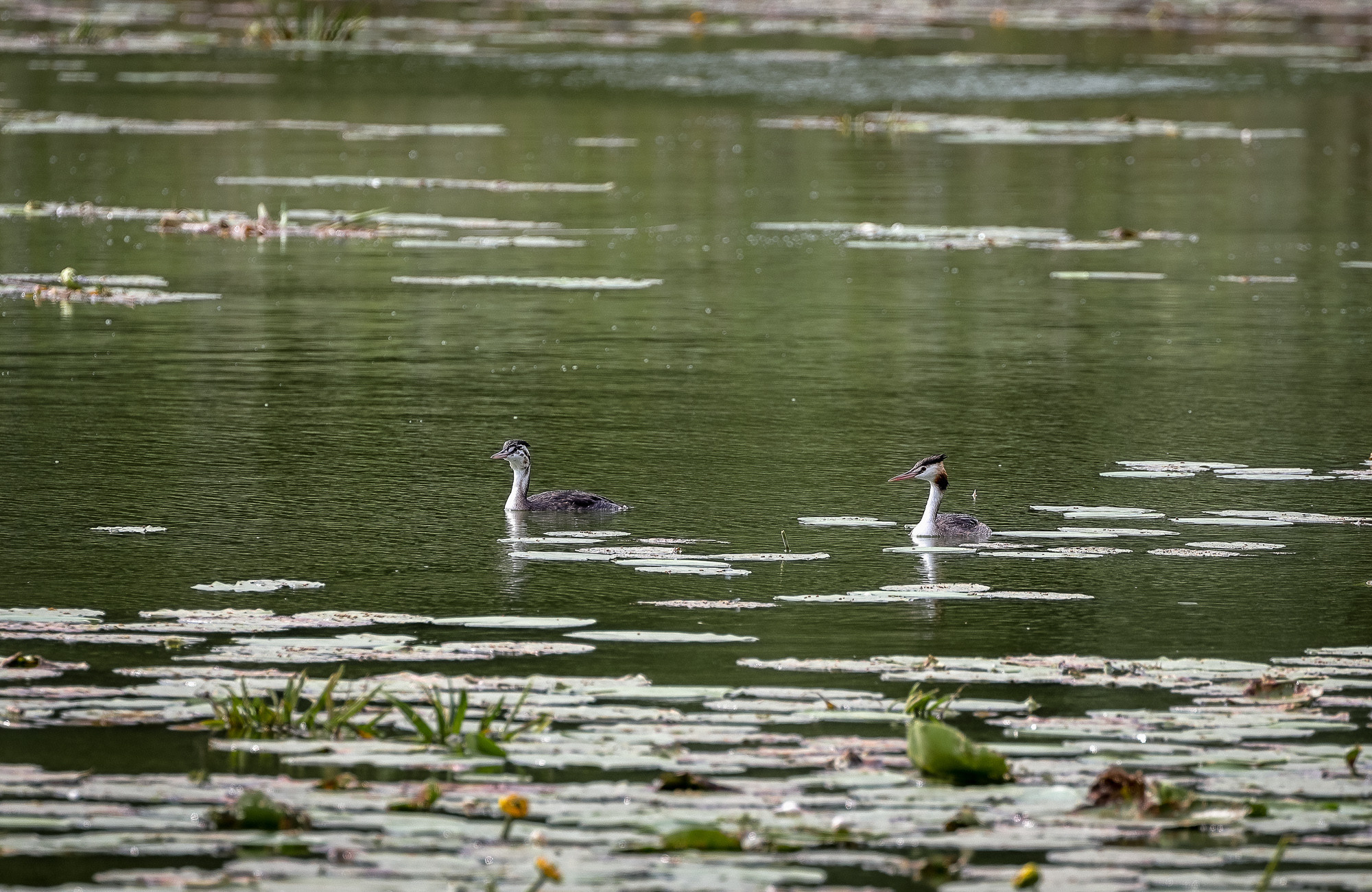 Пара серых цапель на водоеме с кувшинками
