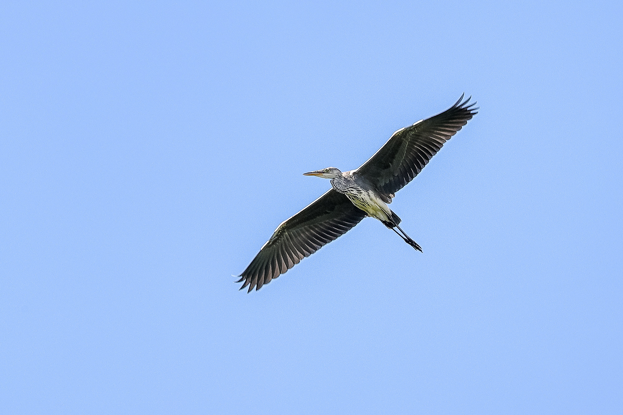 Серая цапля в парящем полете