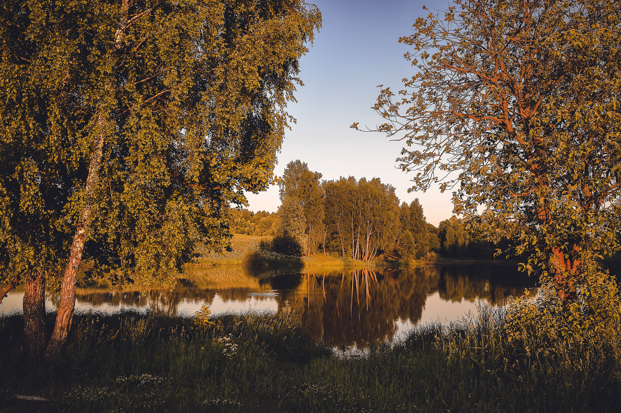 Березы на берегу речки в теплых закатных лучах