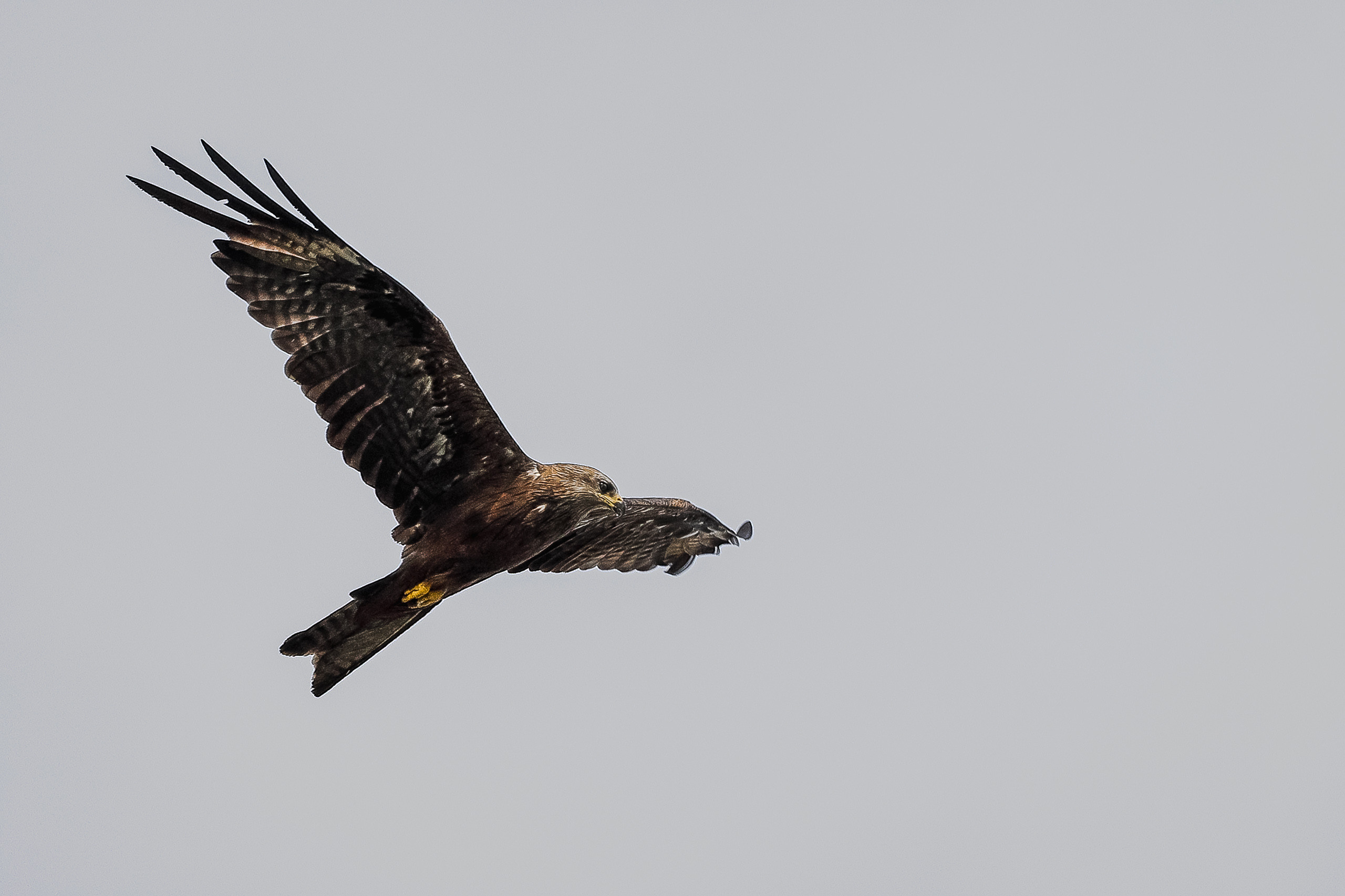 Коршун расправивший крылья