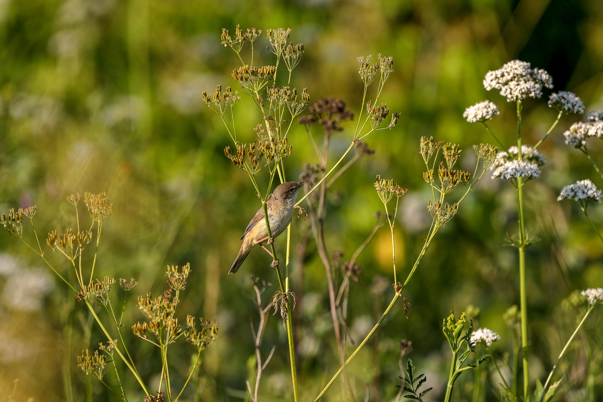 Бормотушка птица