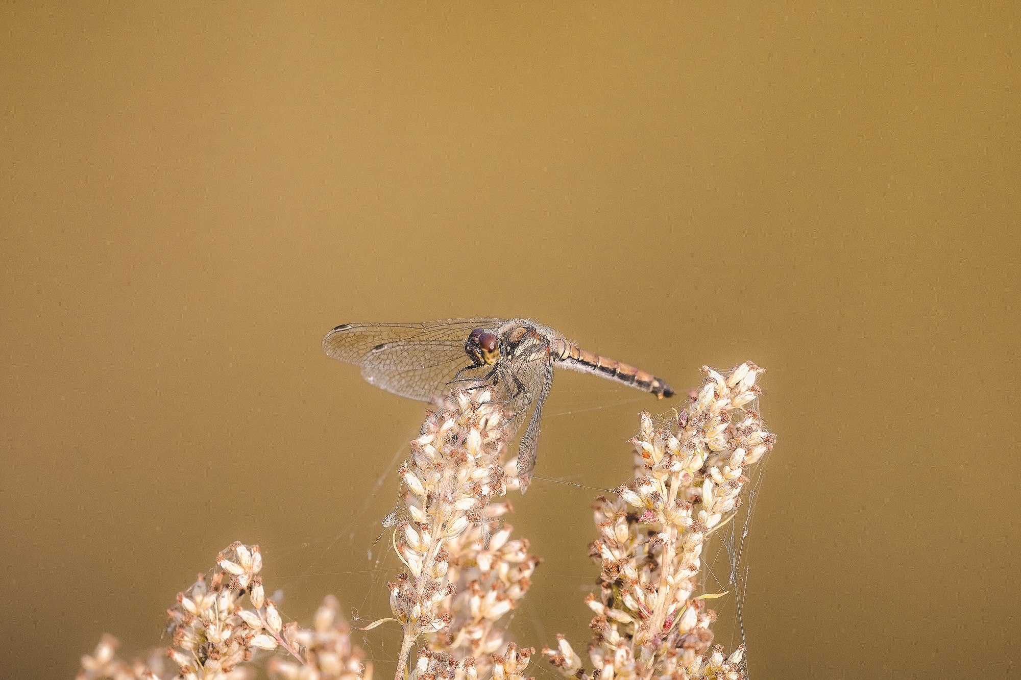 Стрекоза макро