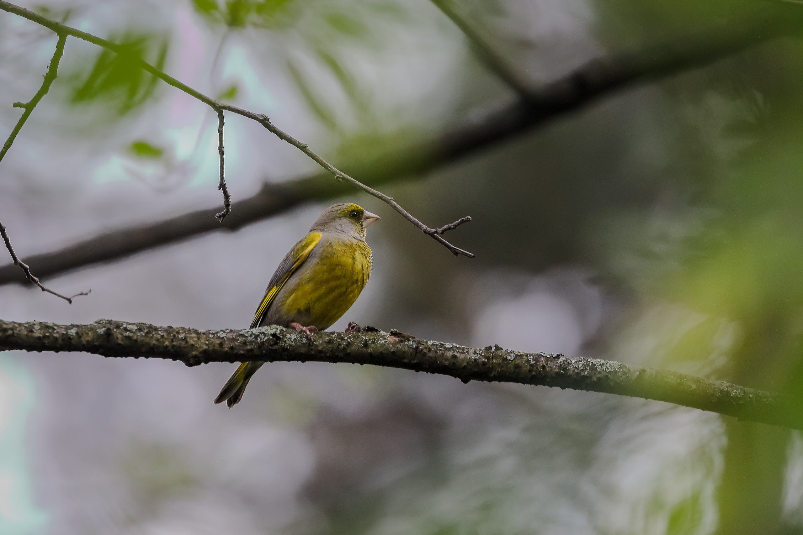 Зеленушка обыкновенная в мае