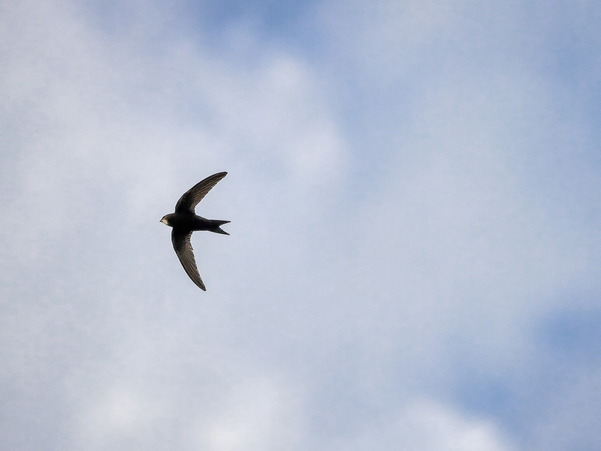 Летящий черный стриж