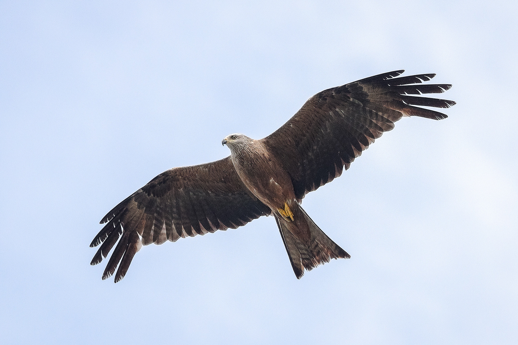 Черный коршун крупным планом