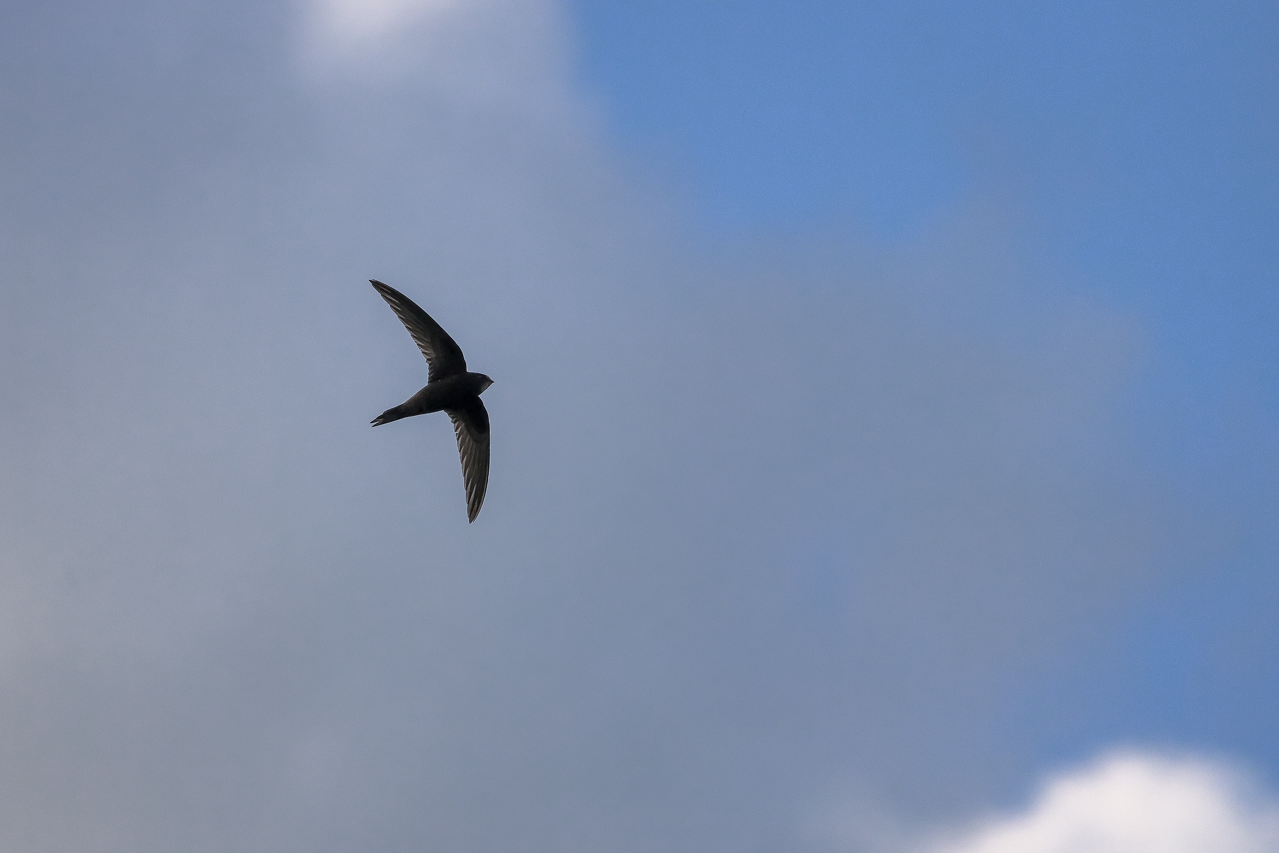 Черный стриж в полете