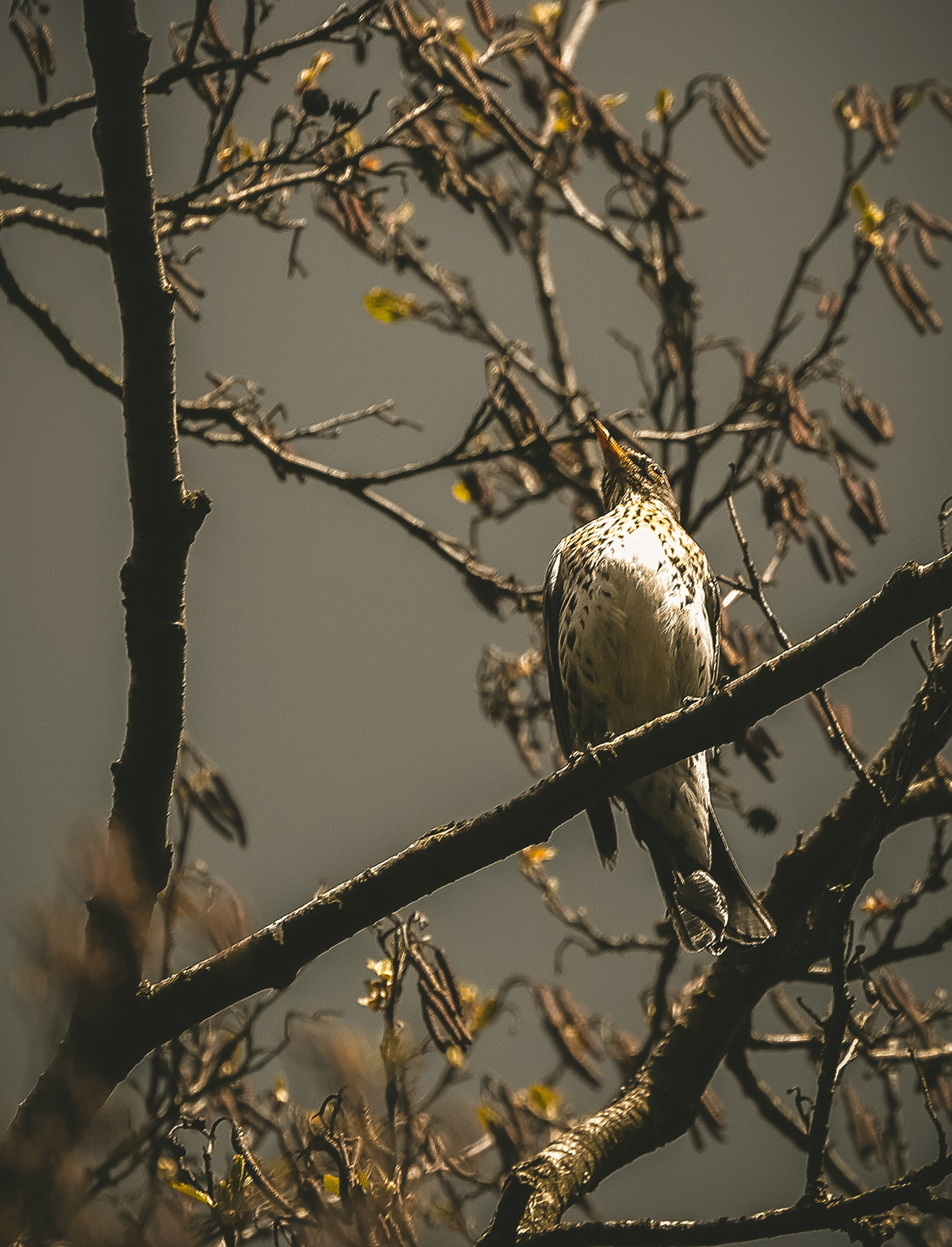 Дрозд рябинник на ветке дерева