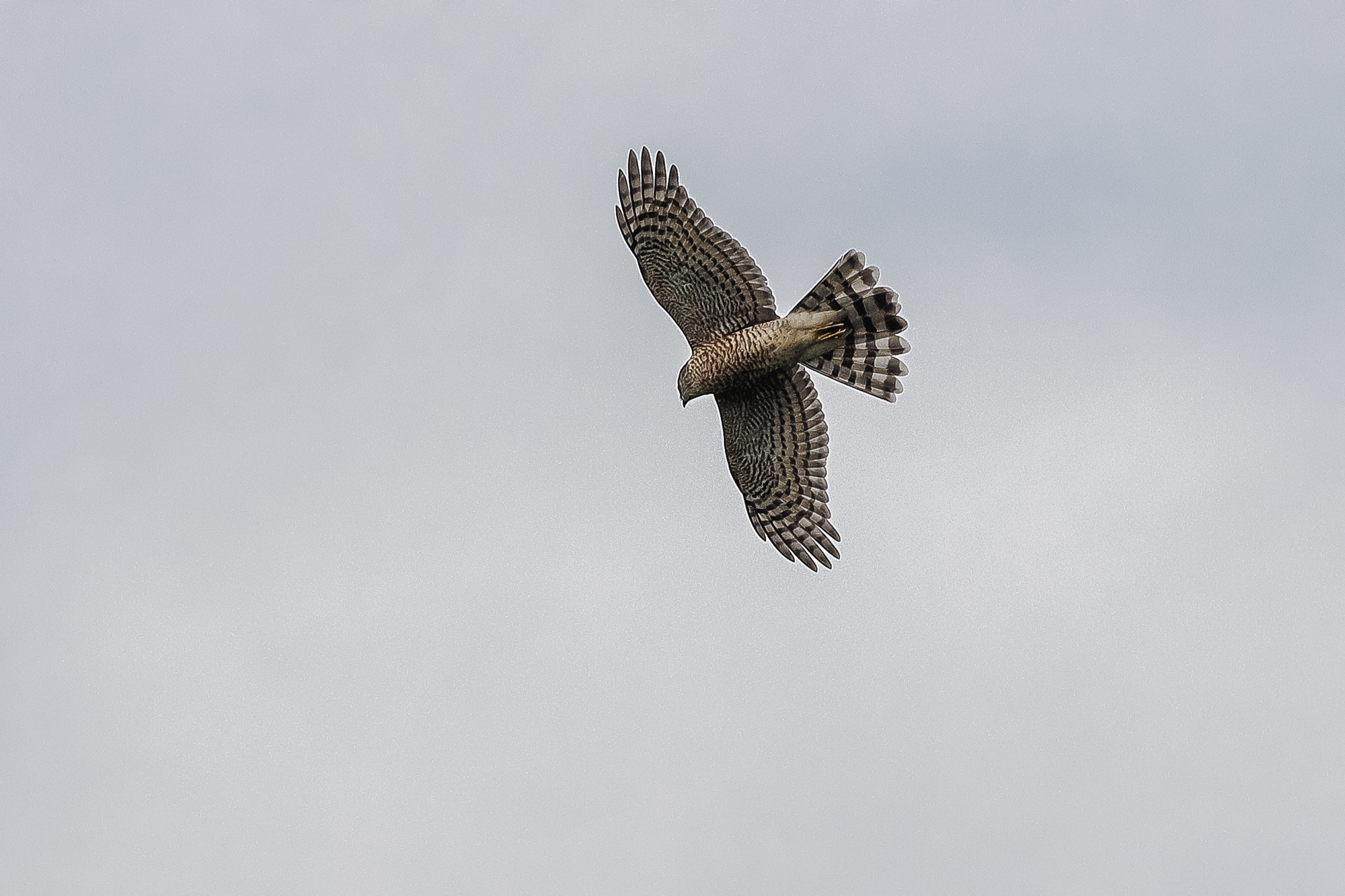Ястреб в парящем полете