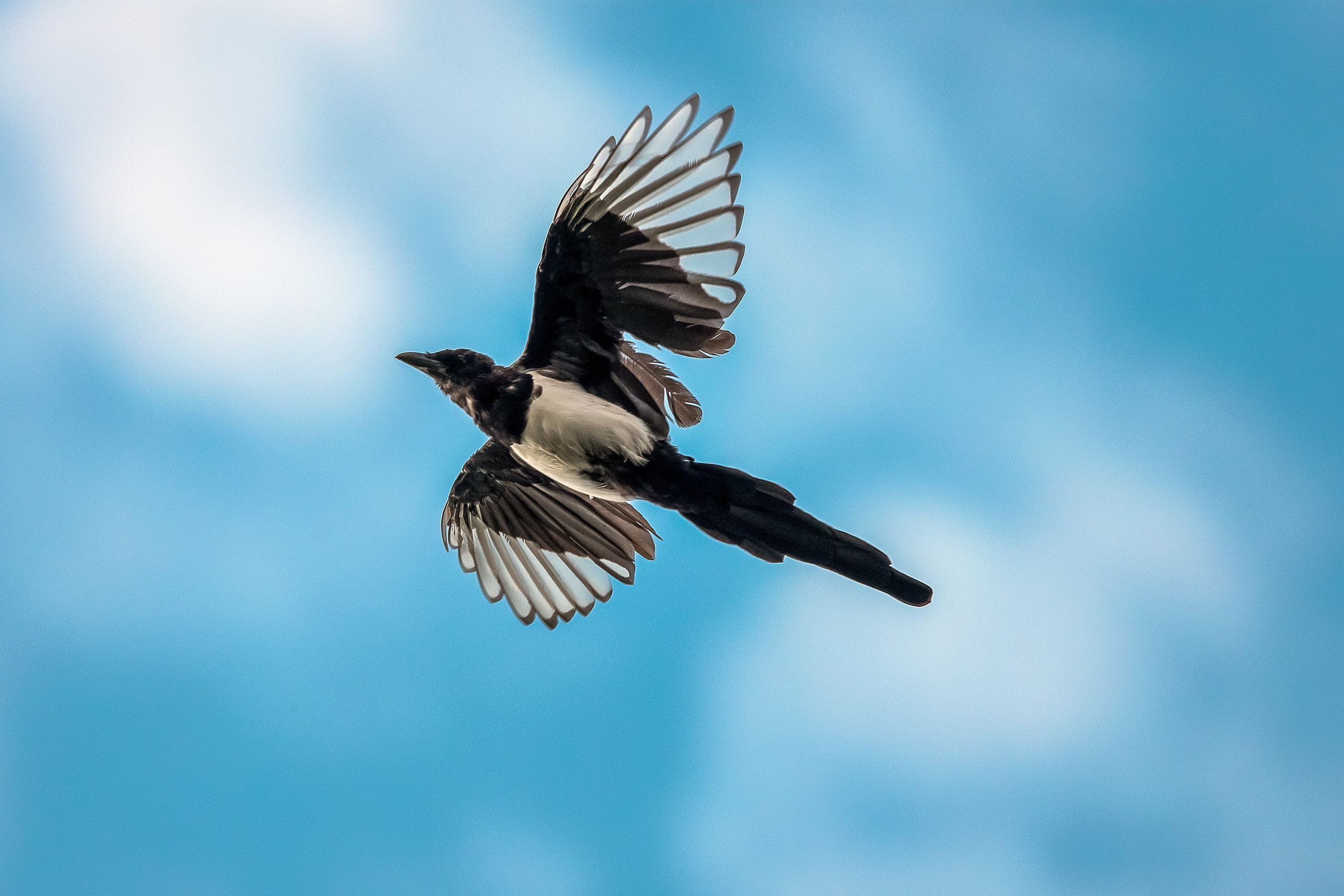 Летящая сорока на фоне неба