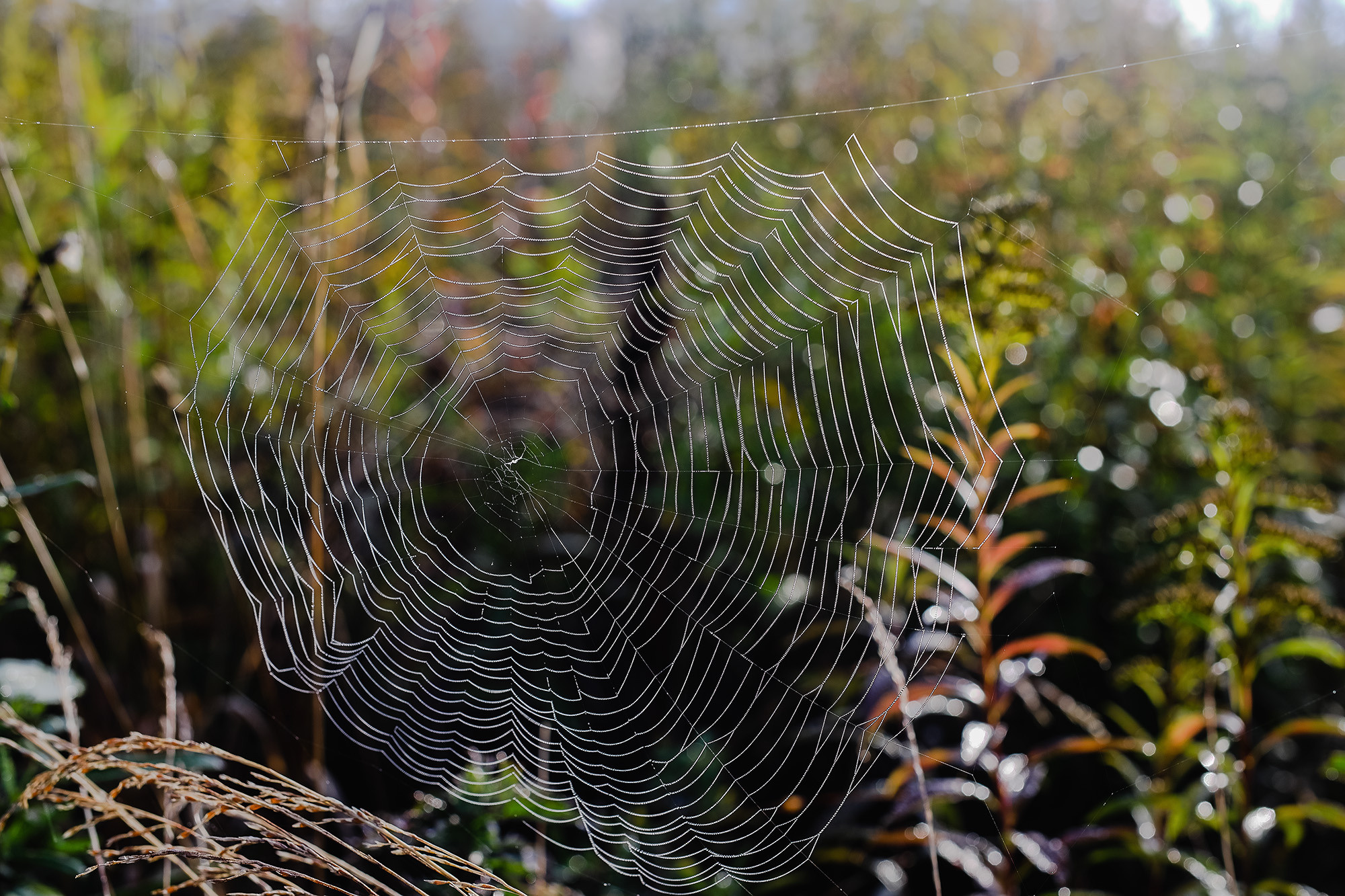 Паутина на летнем лугу
