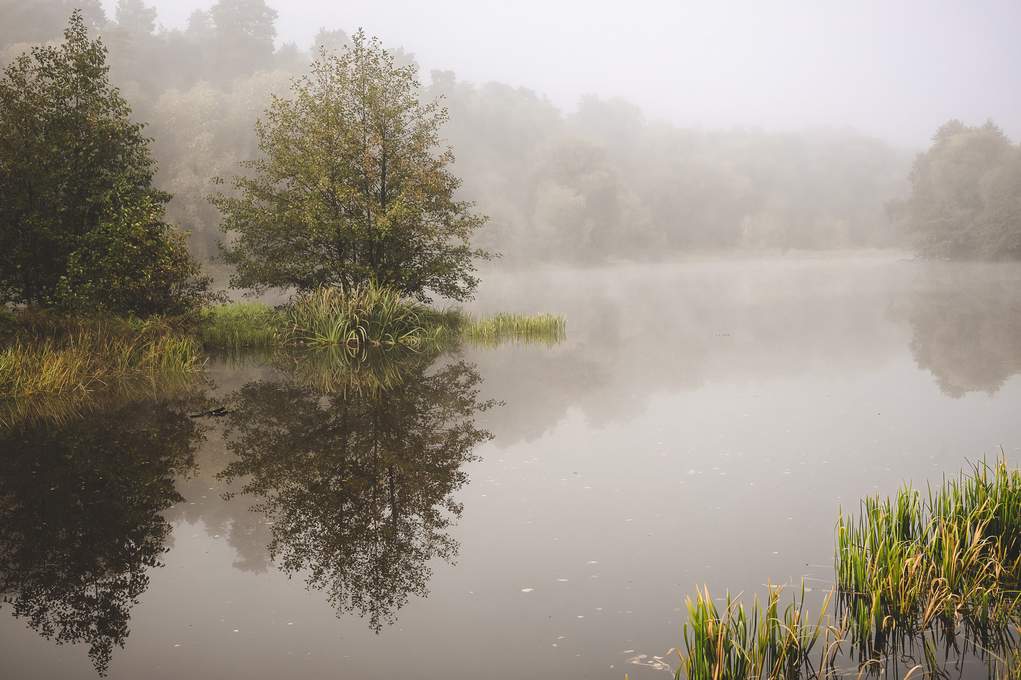 Грусть осени как отражения деревьев в туманном озере