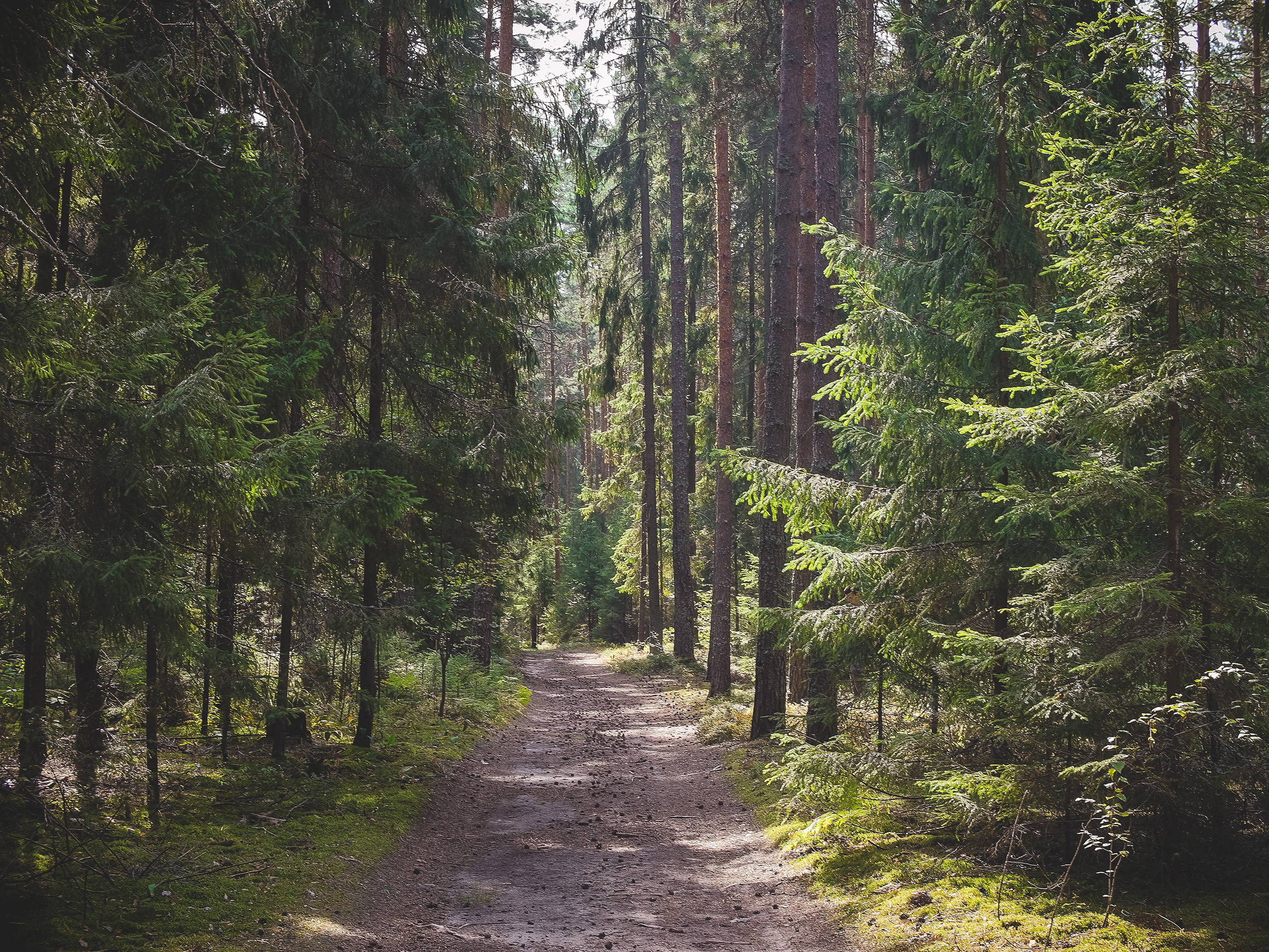 В хвойном летнем лесу. Красота природы