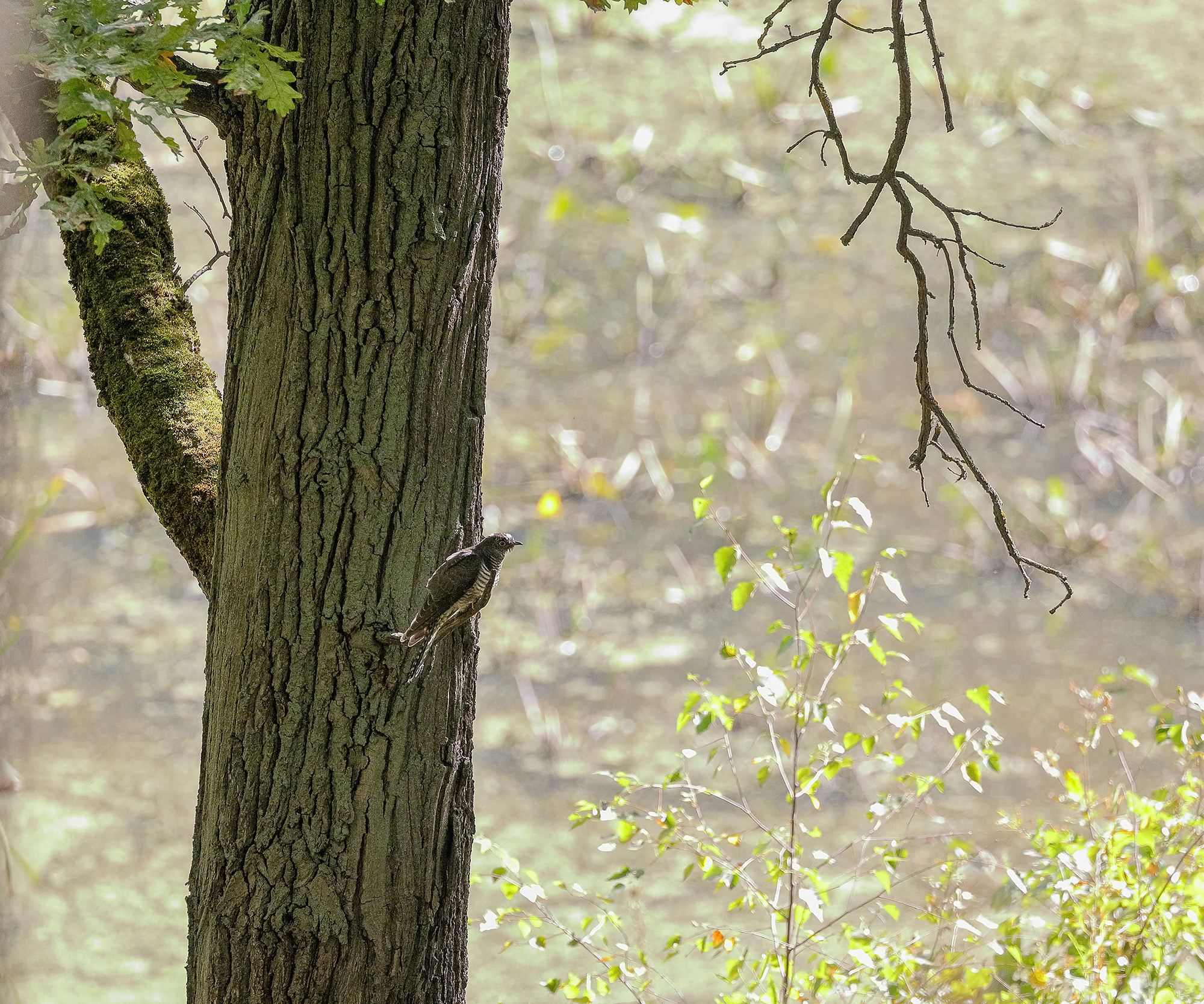 Кукушка сидящая на стволе дуба солнечным летним днем
