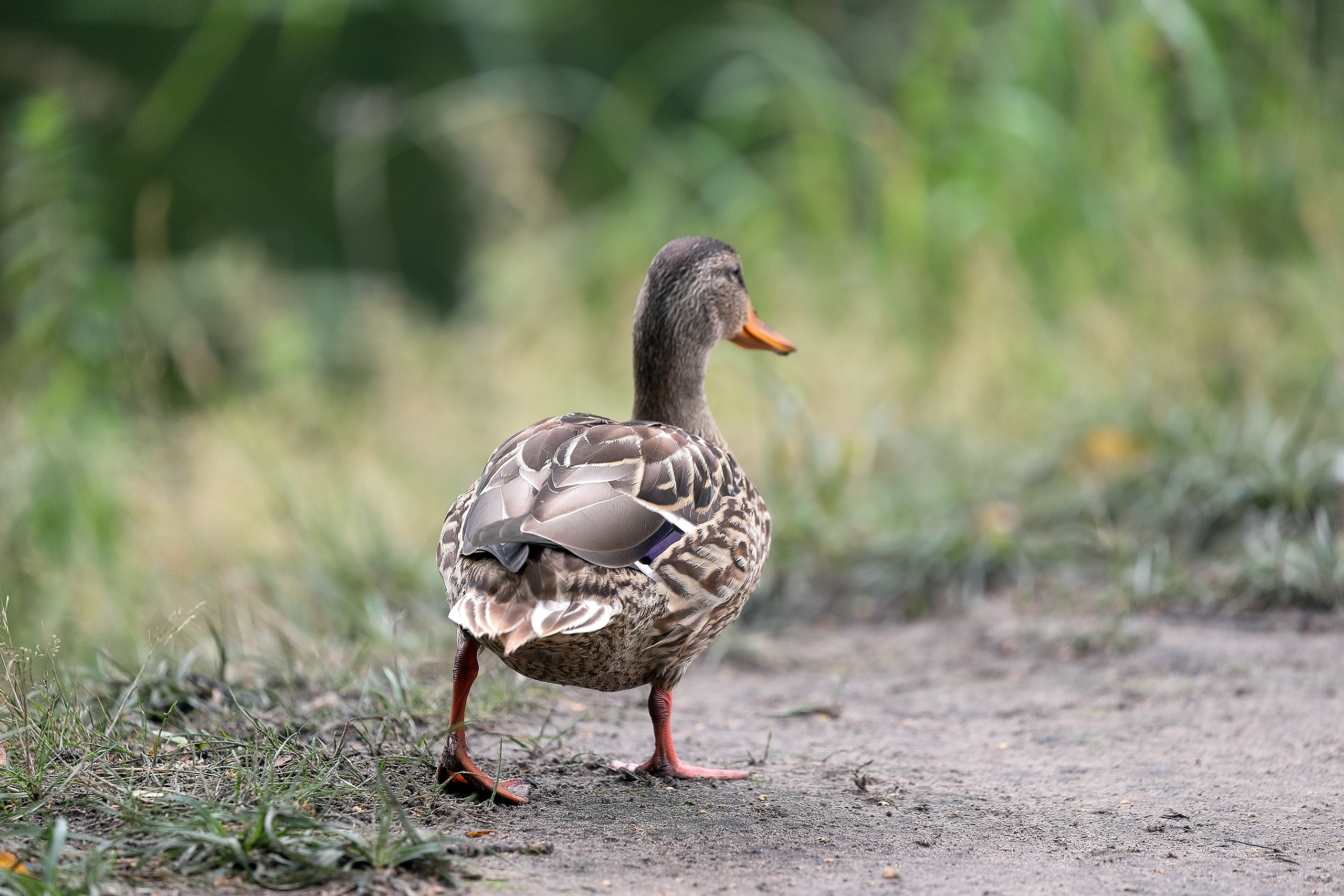 Утка кряква обыкновенная вид сзади