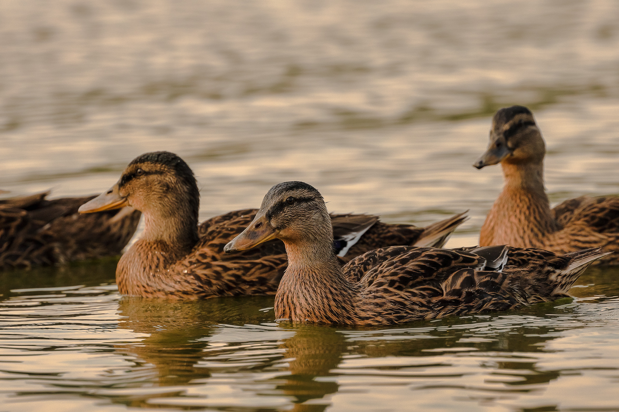 Плывущие стайкой утки кряквы