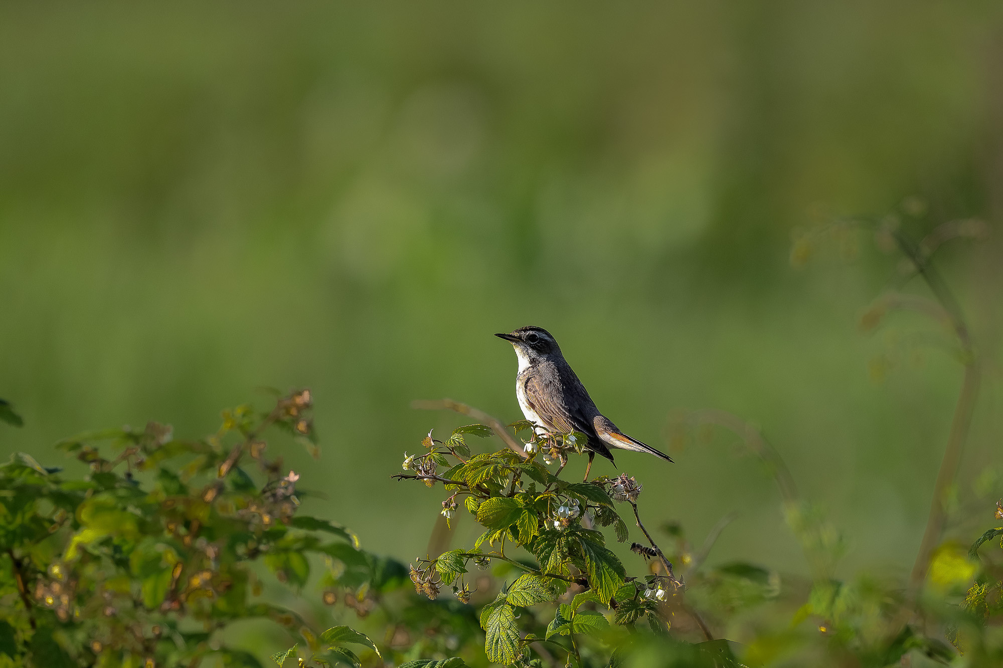 Певчая птичка на лугу