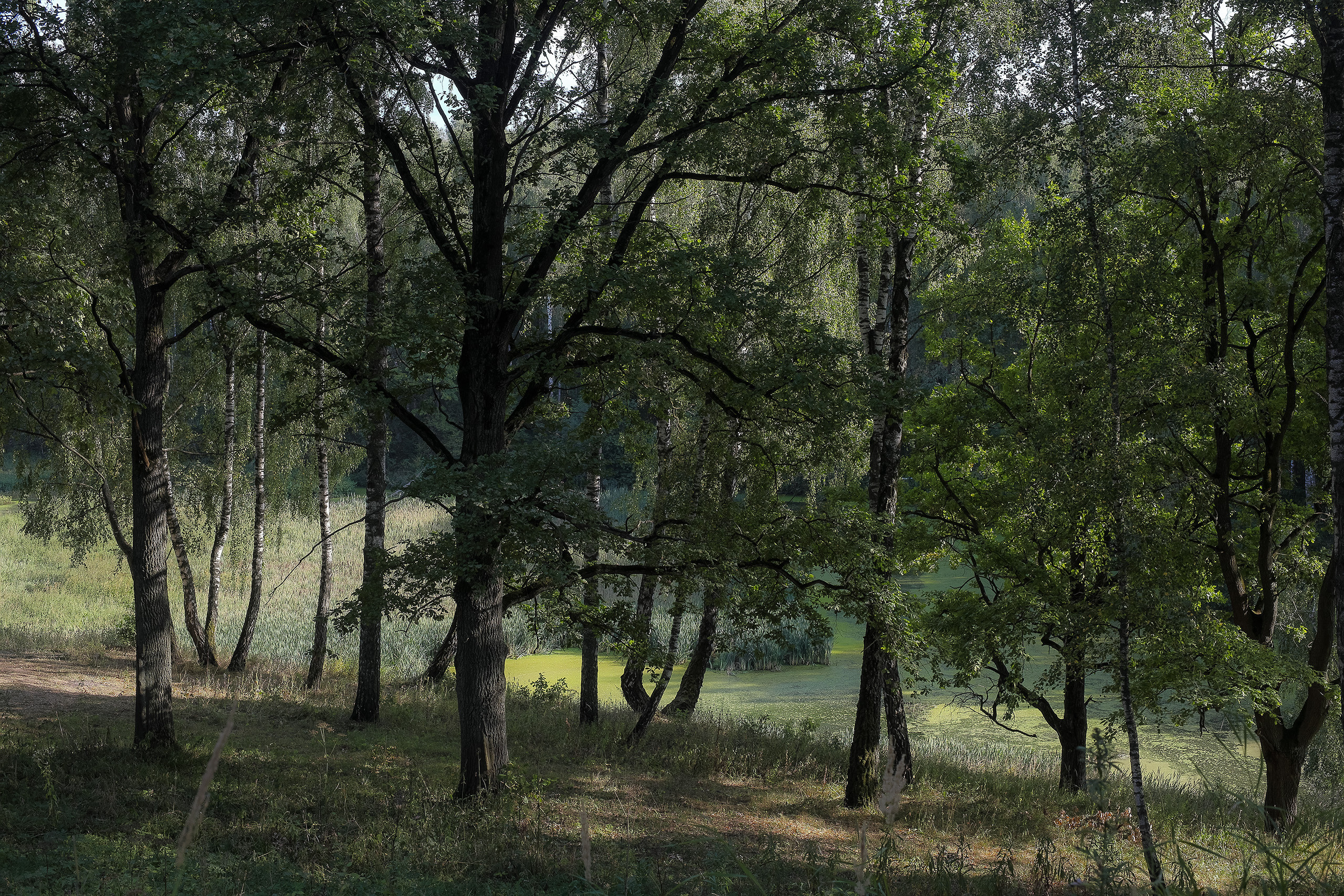 Дубы и березы на косогоре у заросшей речки