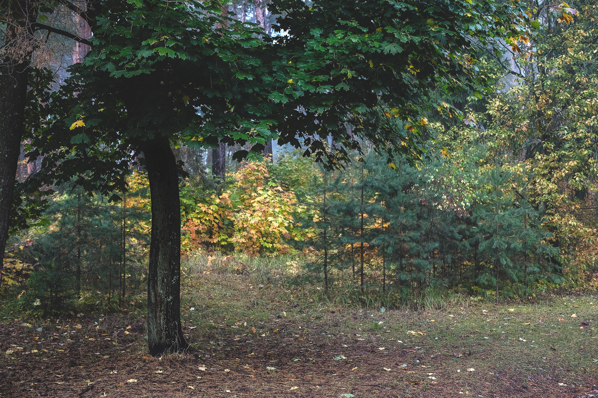 Клен в осеннем лесу