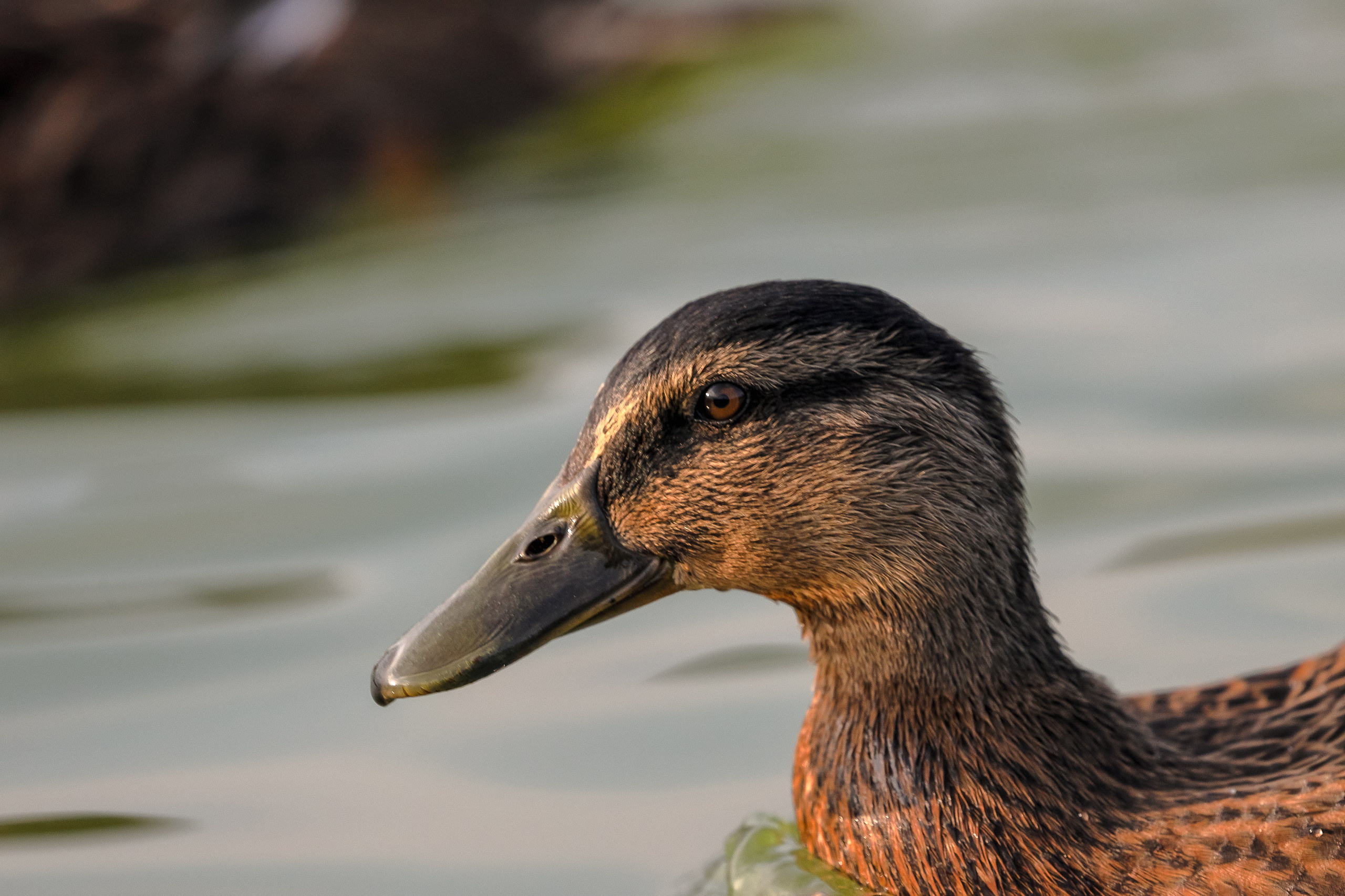 Портрет утки кряквы