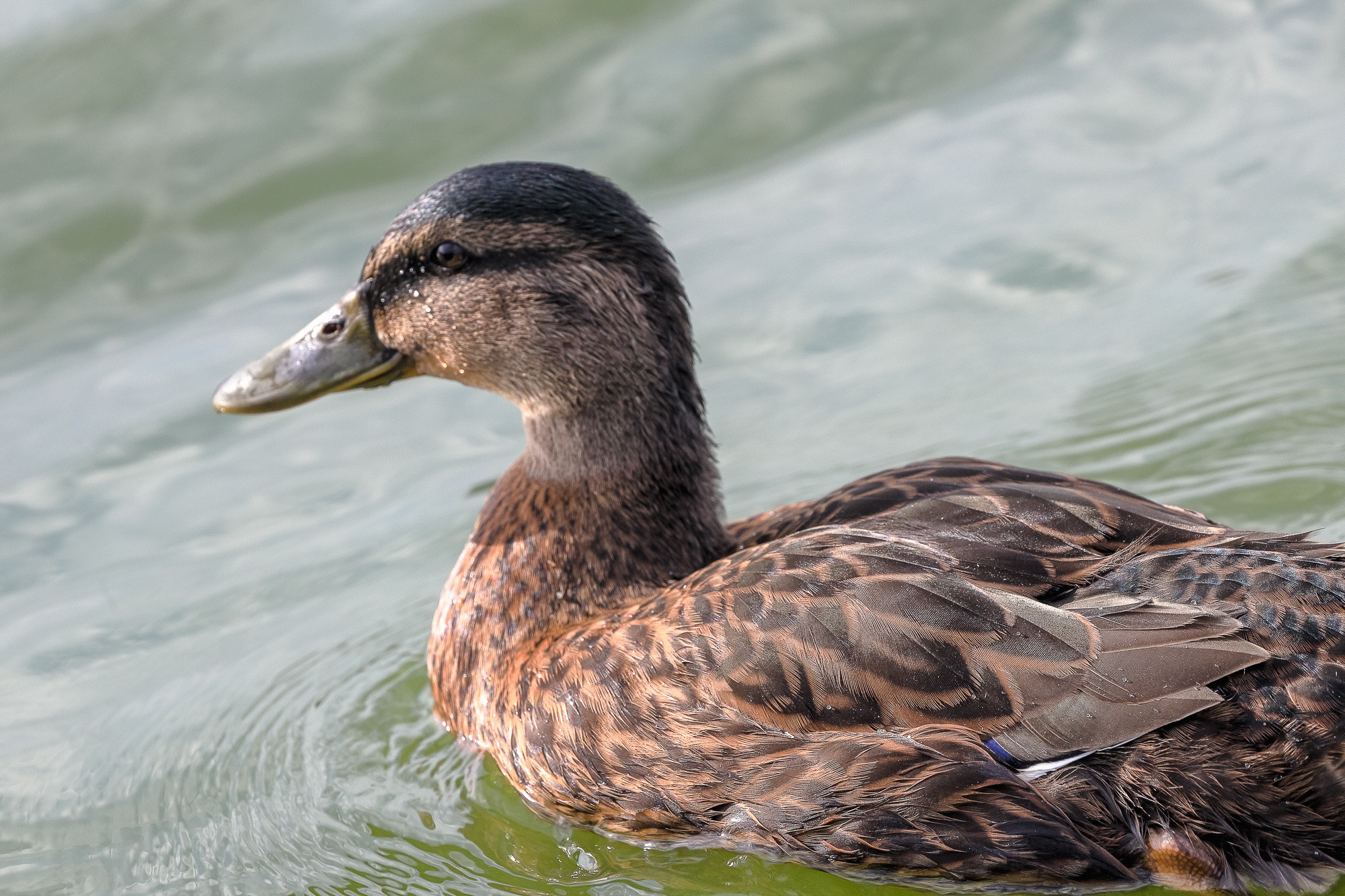 Утка кряква вид сзади