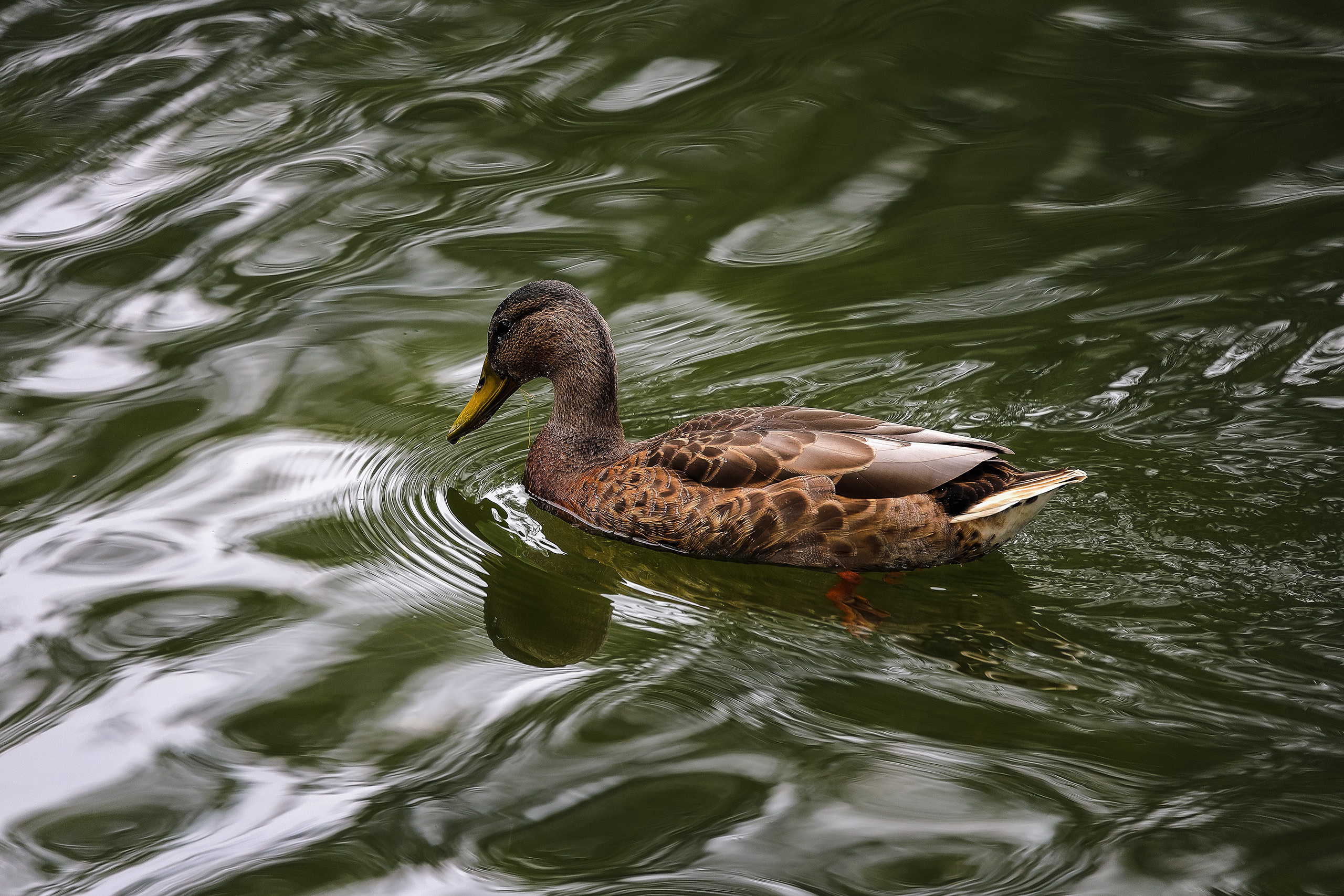 Утка кряква обыкновенная самка