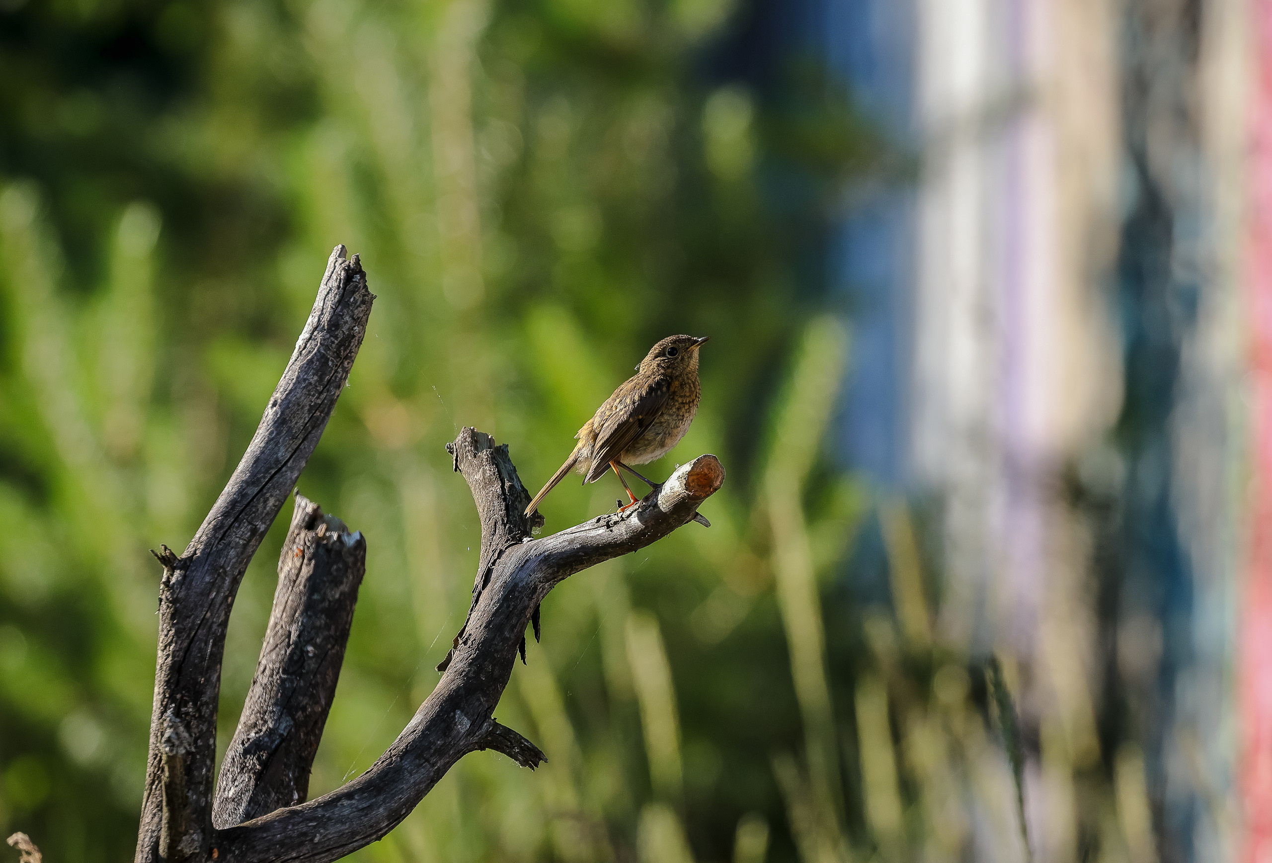 Обыкновенная горихвостка лето