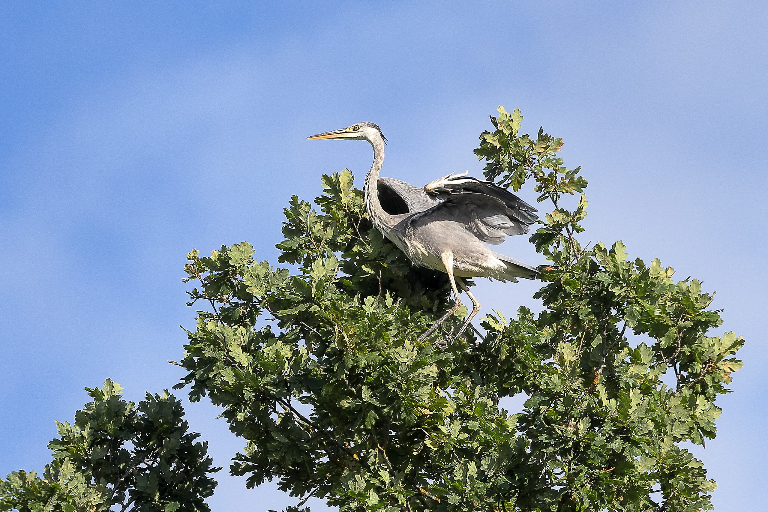Цапля расправляющая крылья на верхушке дуба