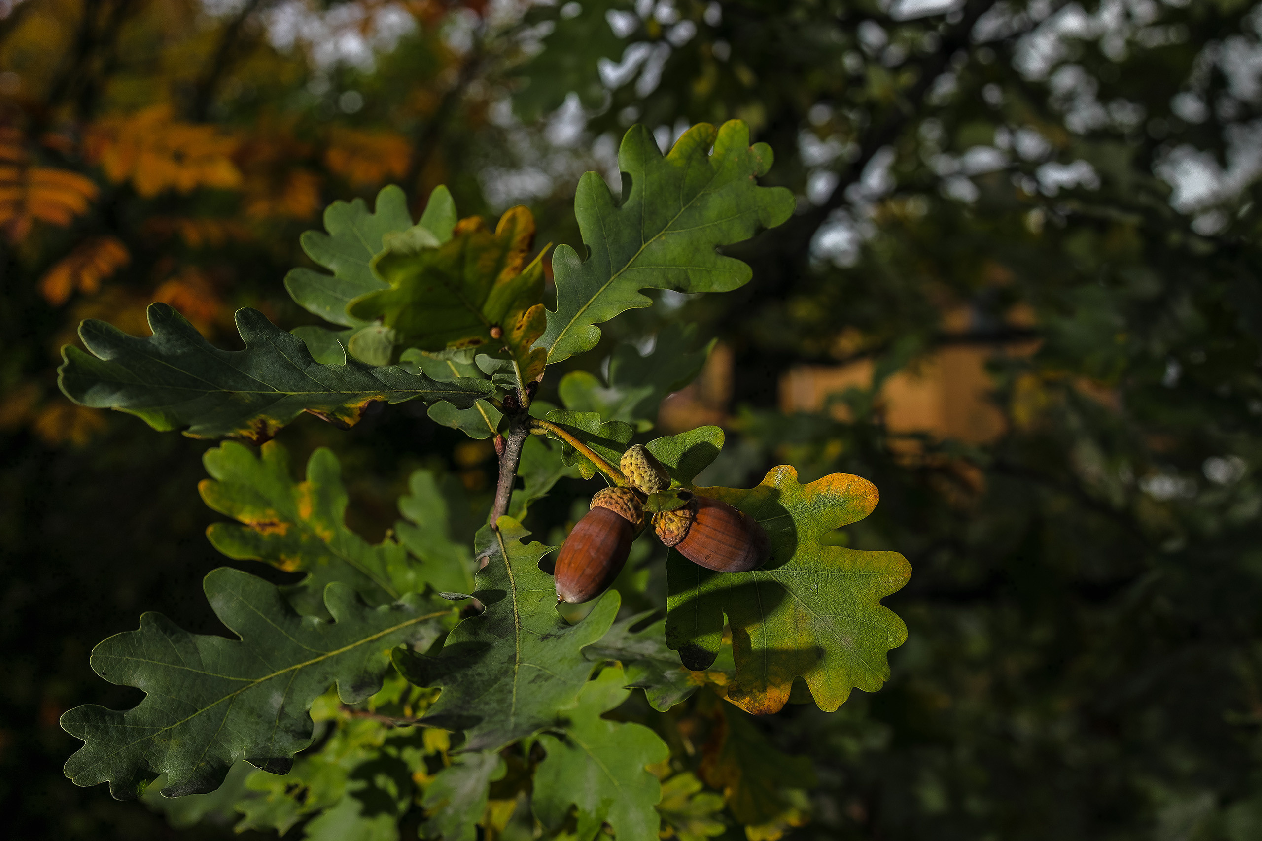 Дубовая ветвь и желуди