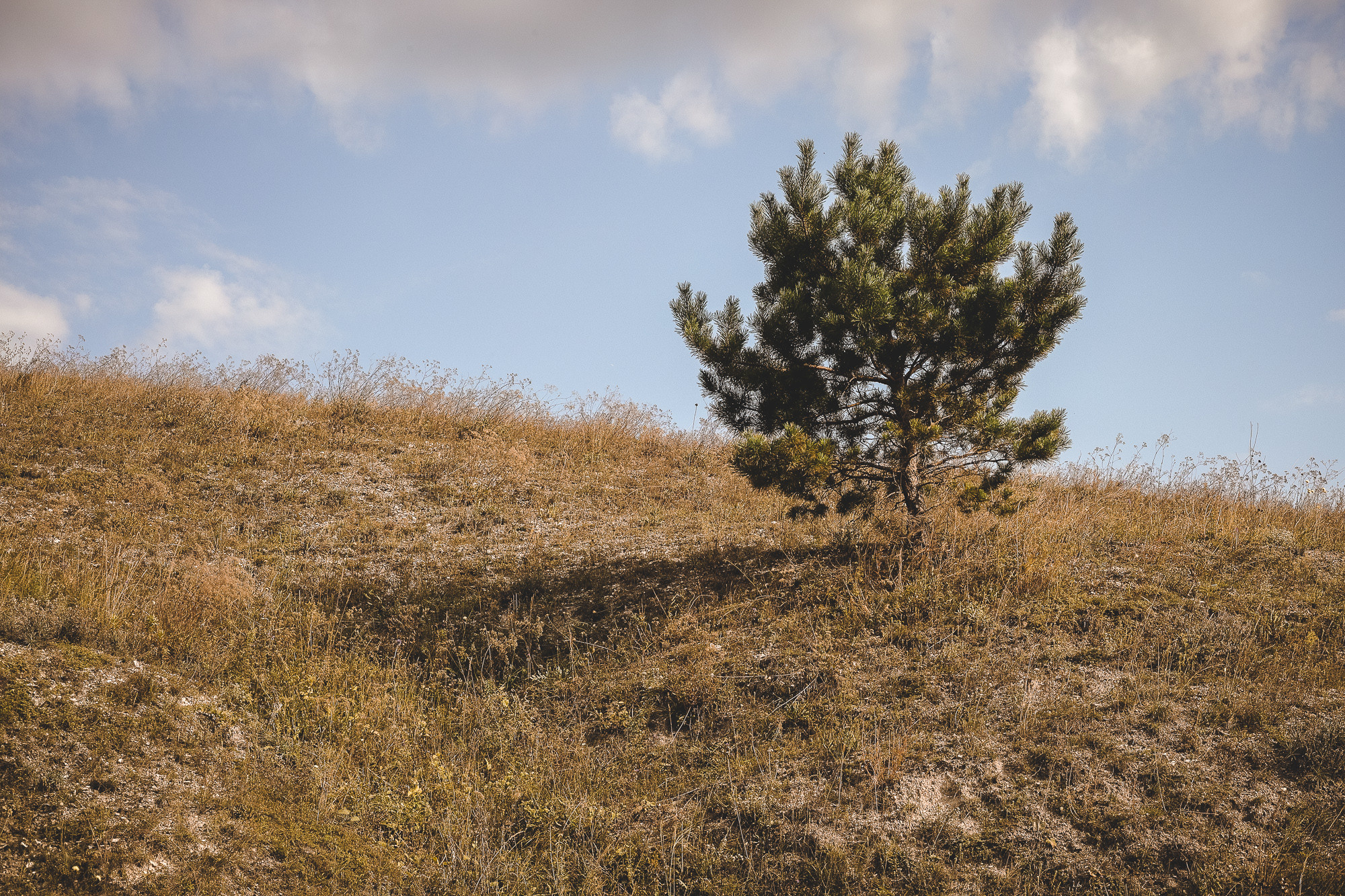 Одинокое дерево на склоне