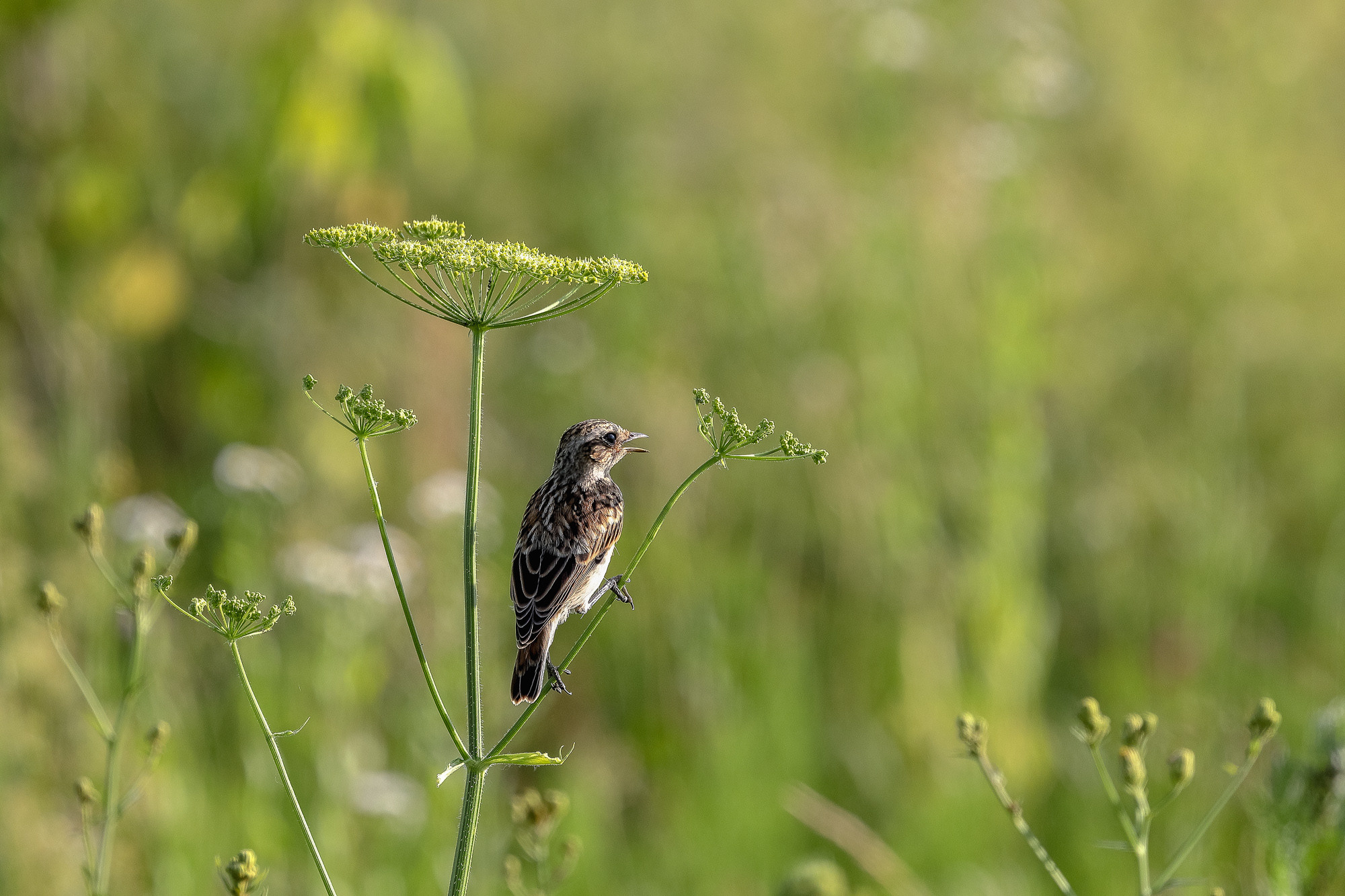 Луговой чекан птицы России