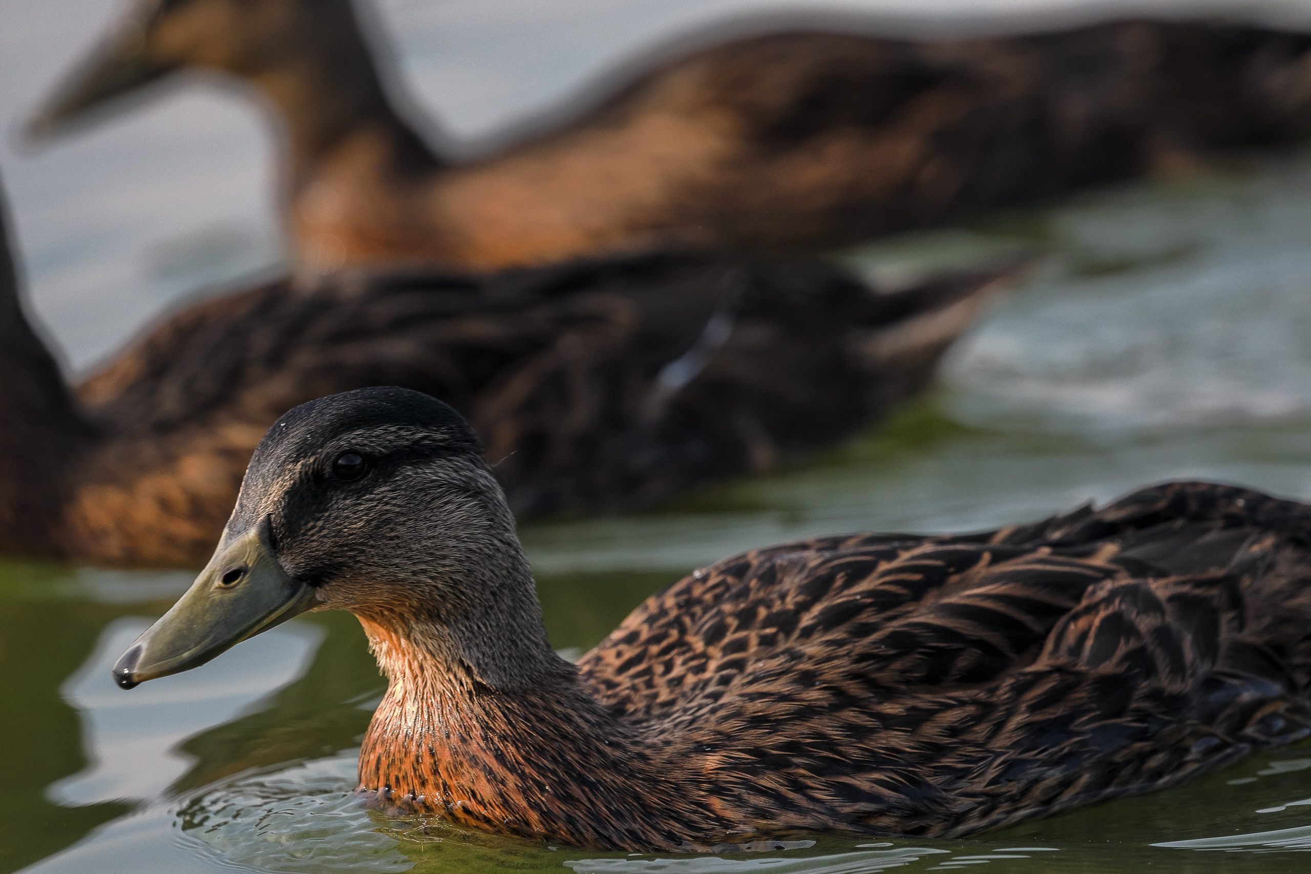 Плывущие утки кряквы