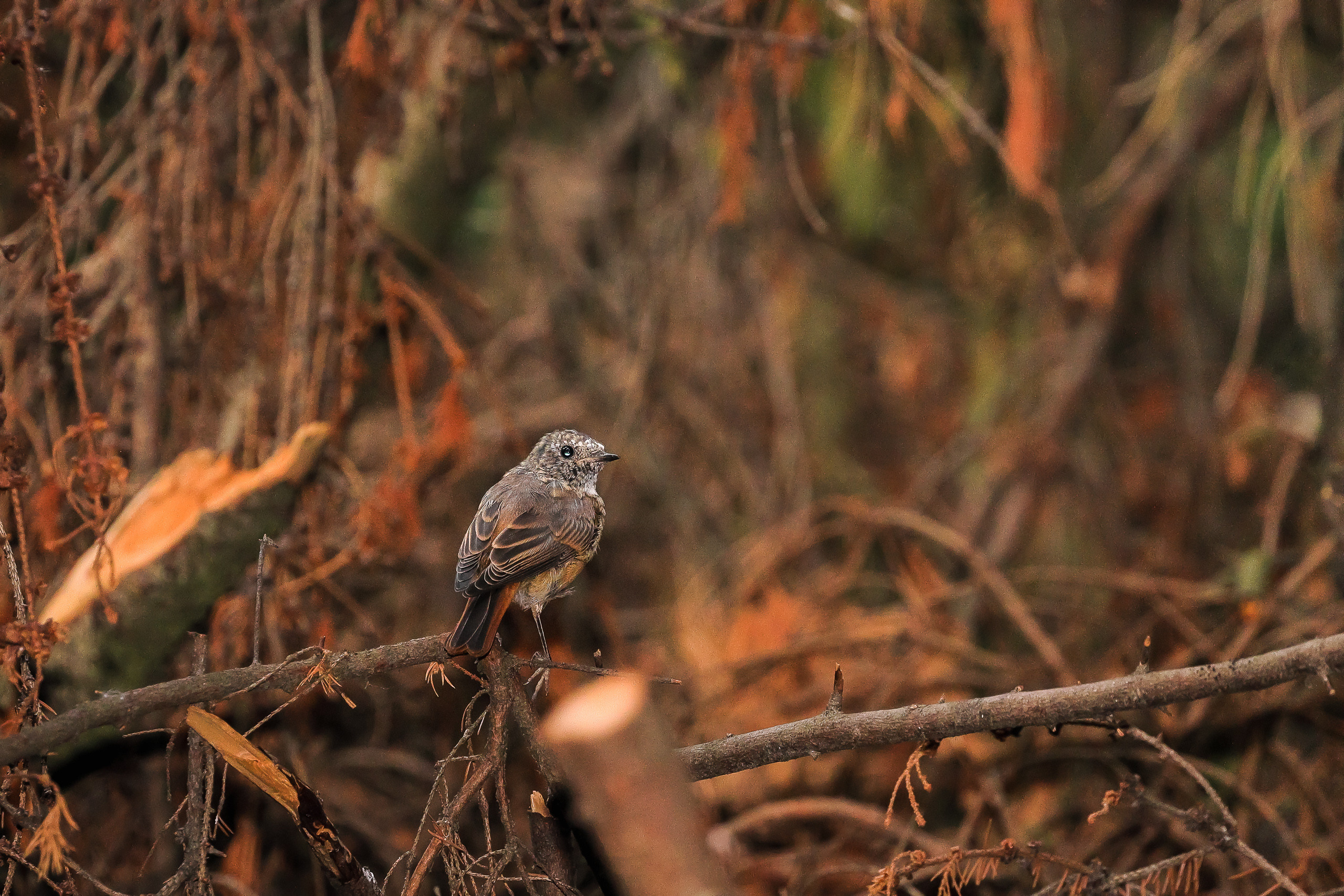 Горихвостка чернушка