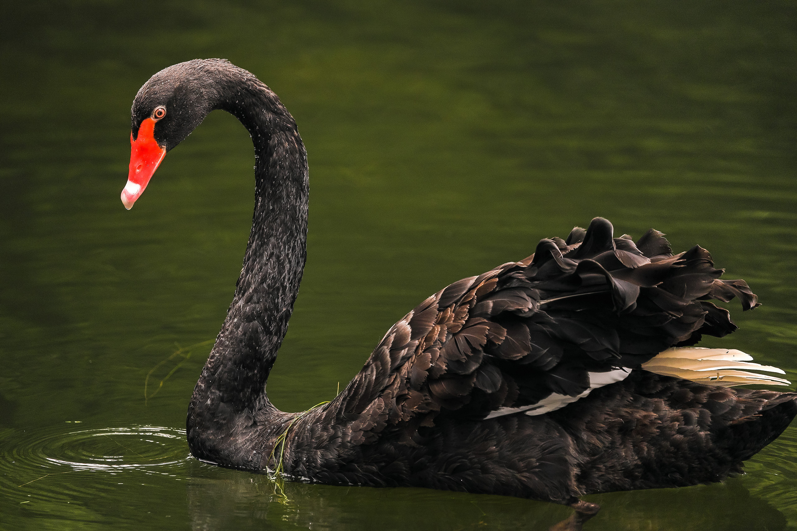 Плывущий черный лебедь крупным планом