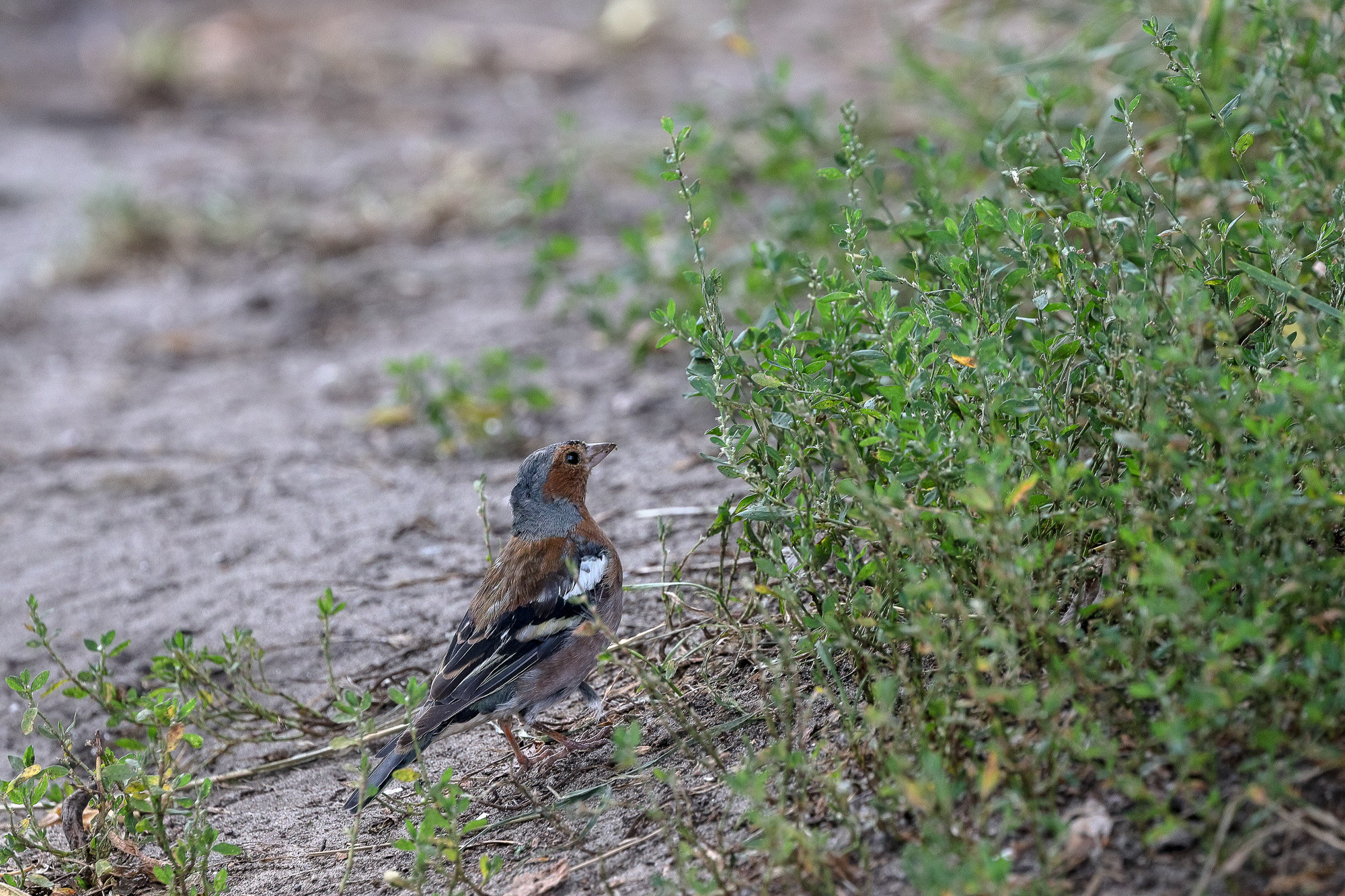 Осторожный зяблик