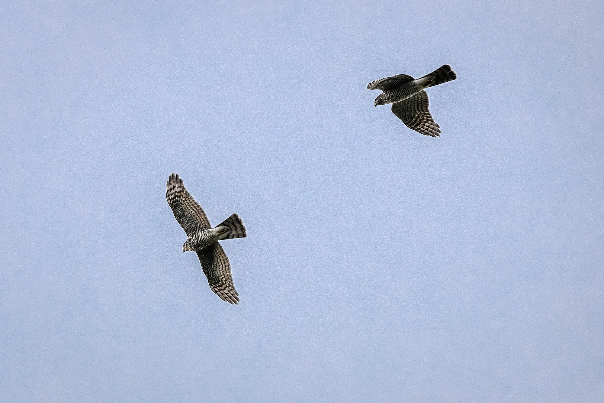 Ястребы-перепелятники в парном полете