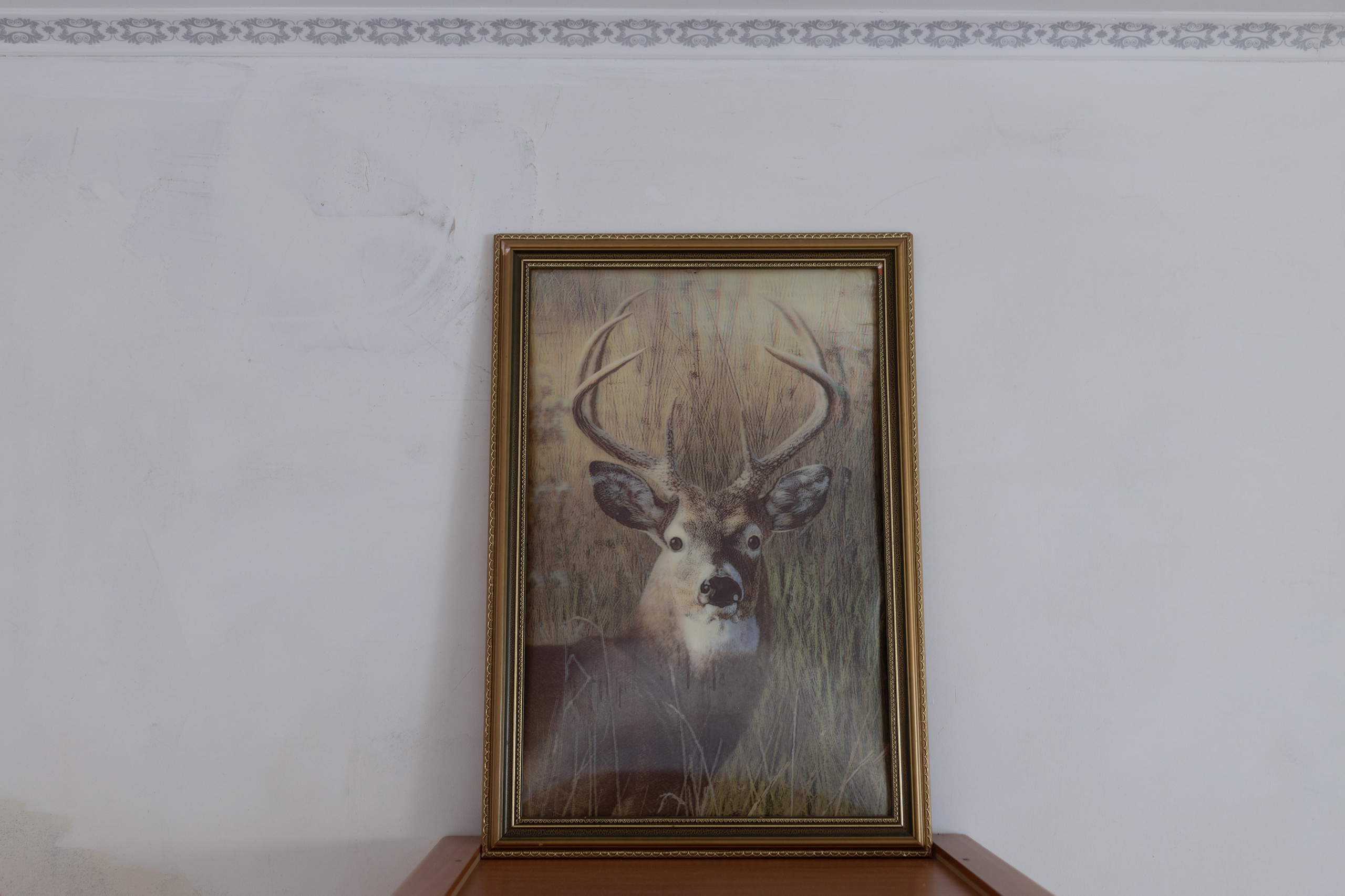 Земля кошачьего локотка (2025). Документальный фотограф Зданович Антон