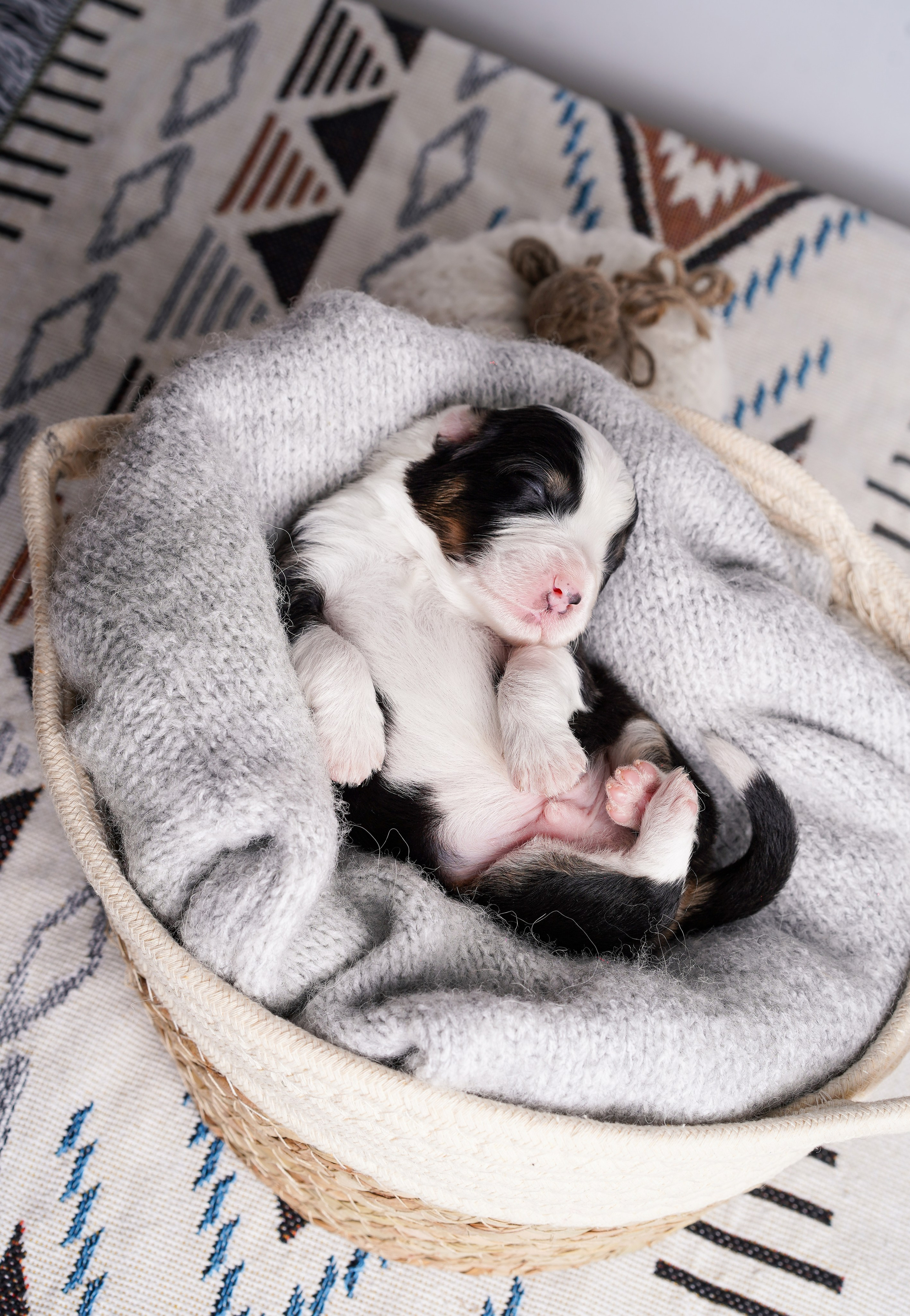 Щенки аусси. Фотограф-анималист в Санкт-Петербурге Яна Мартынова