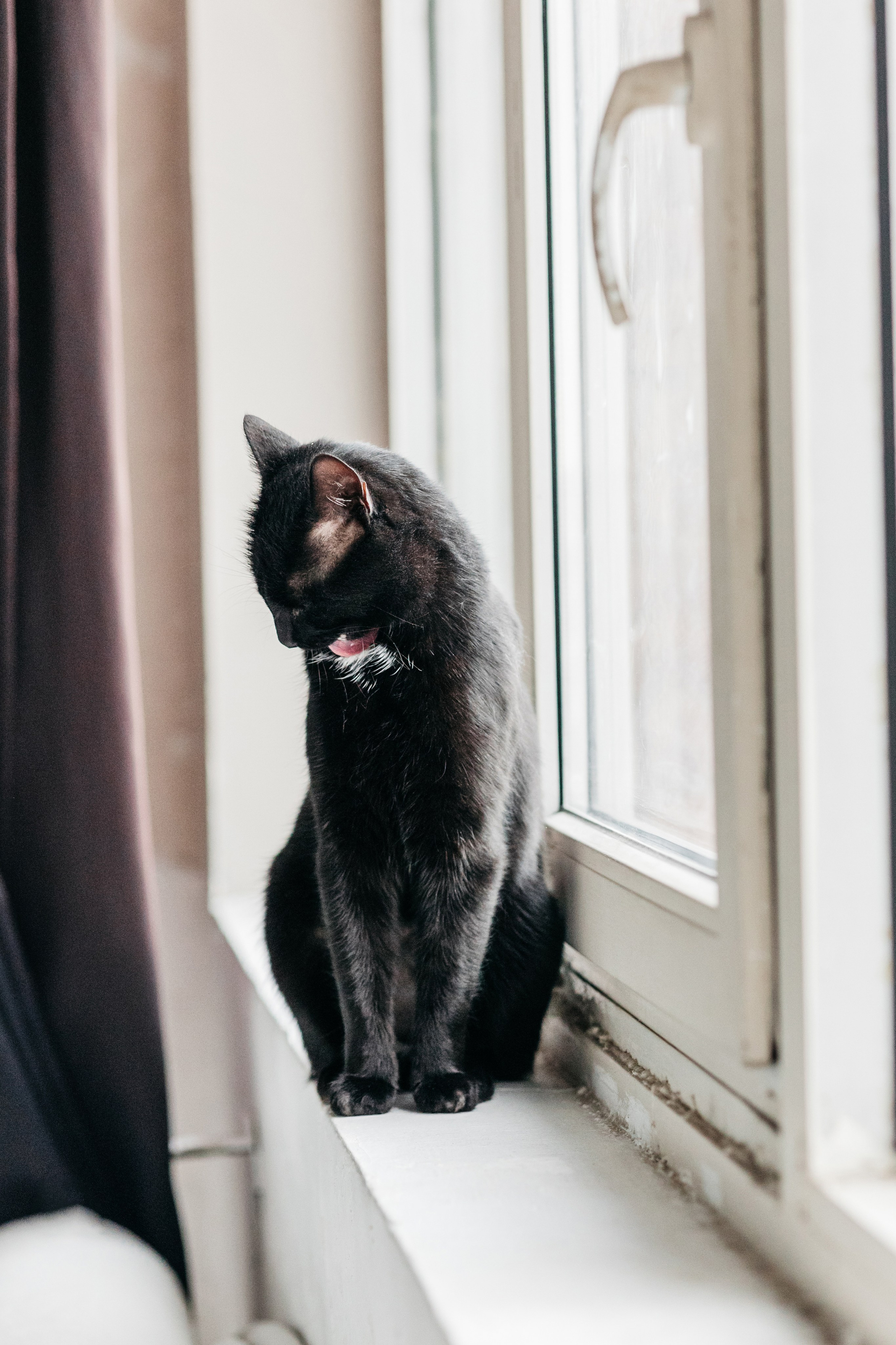 Кузя. Фотограф-анималист Елена Радченко, Москва