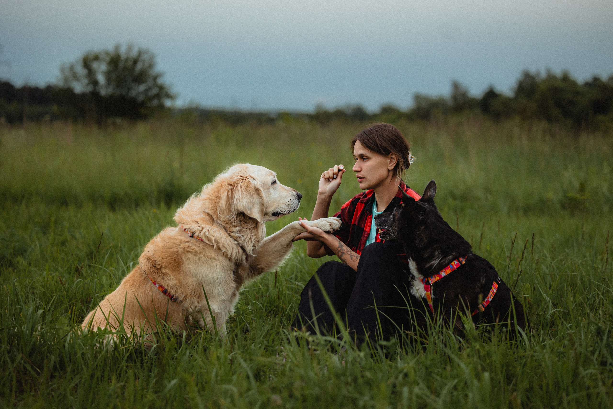 Выездной дог-тренинг от школы «Шерсть имею»