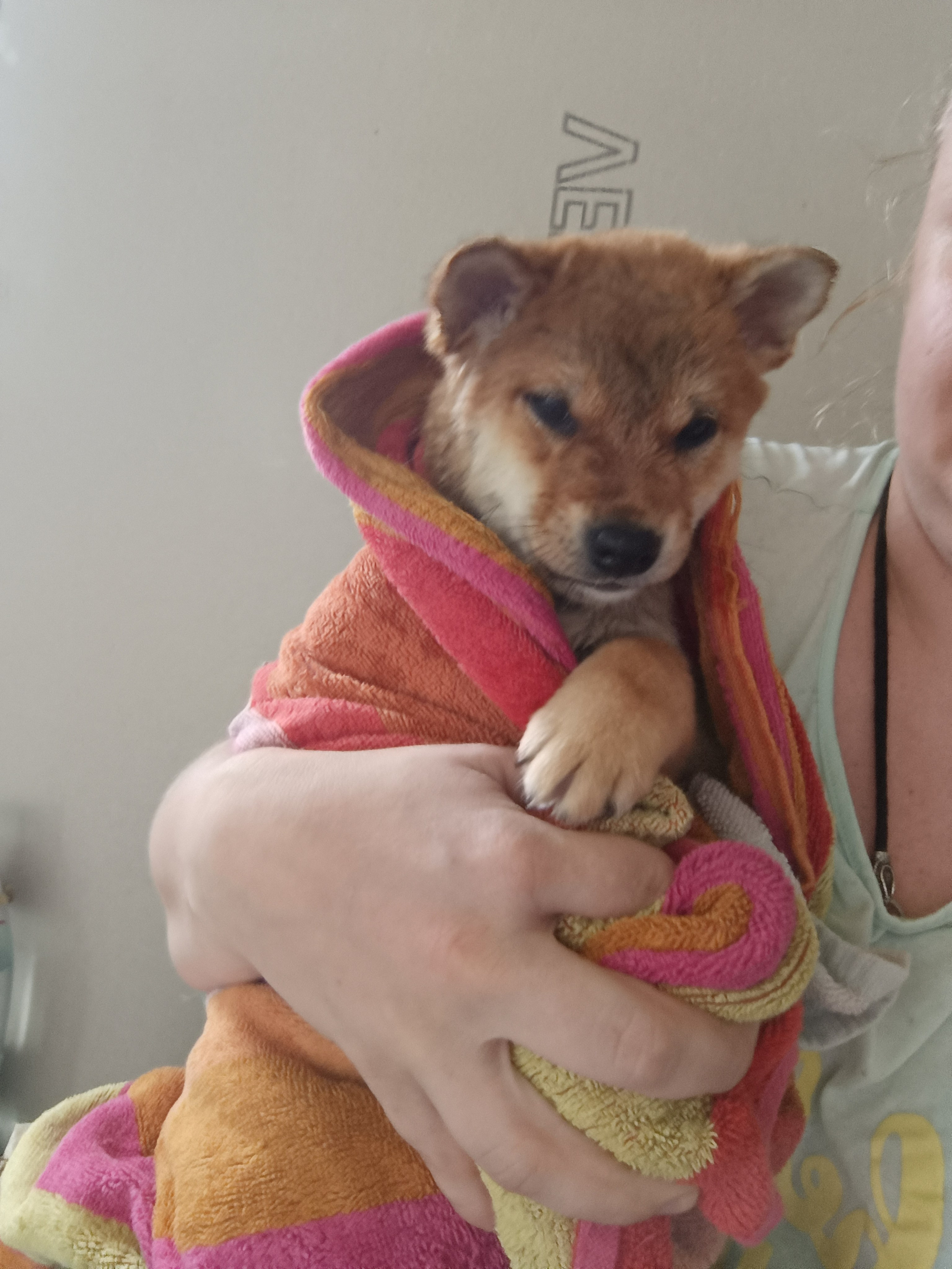 Сиба Rubylight Germes питомник Рубилайт