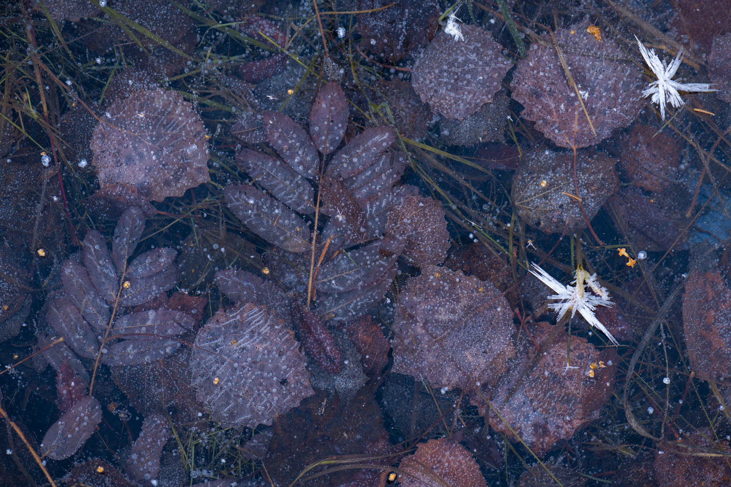 Осень. Северные Ночи