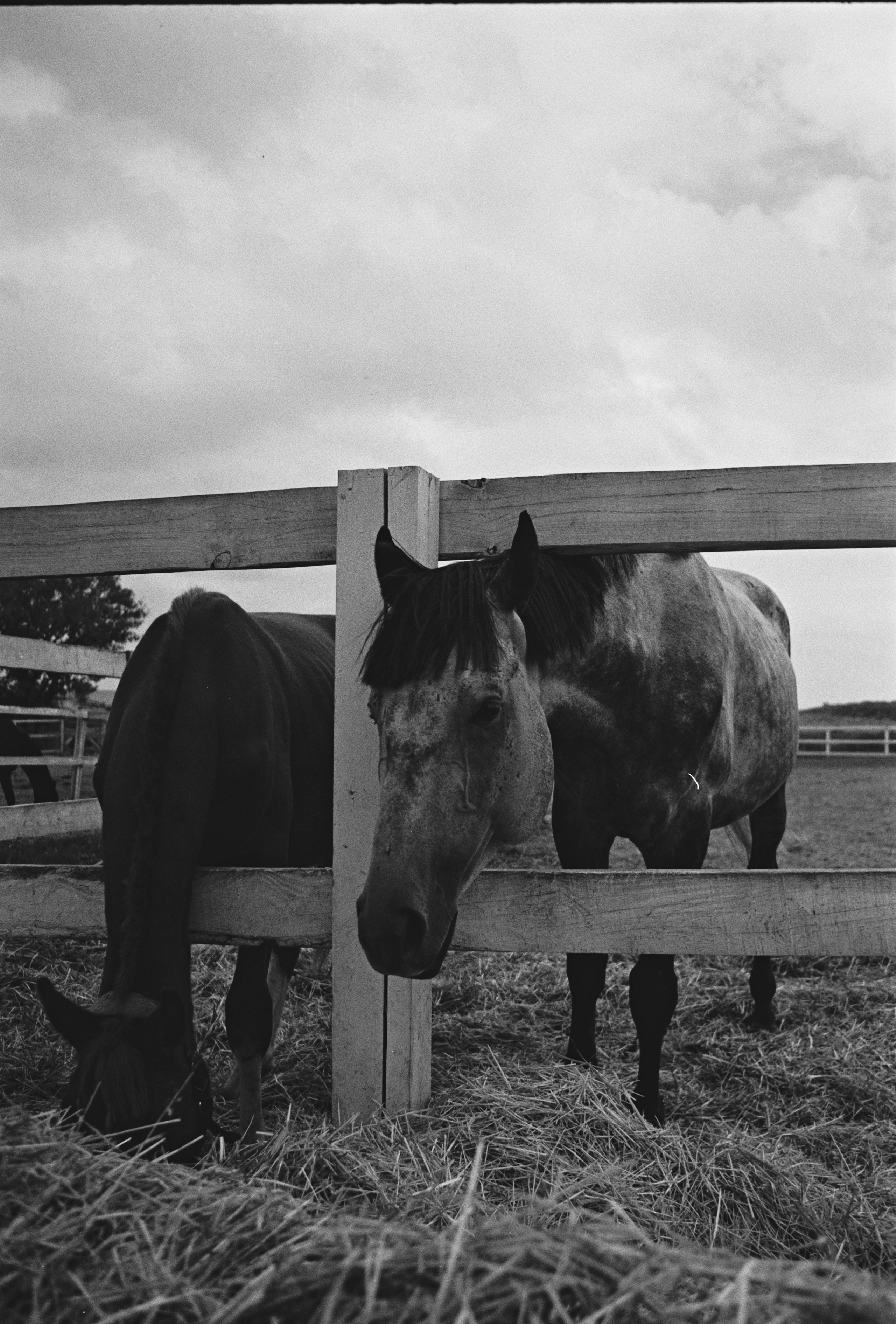 Пленочная история. Дмитрий Пропадалин, Нейрофотография