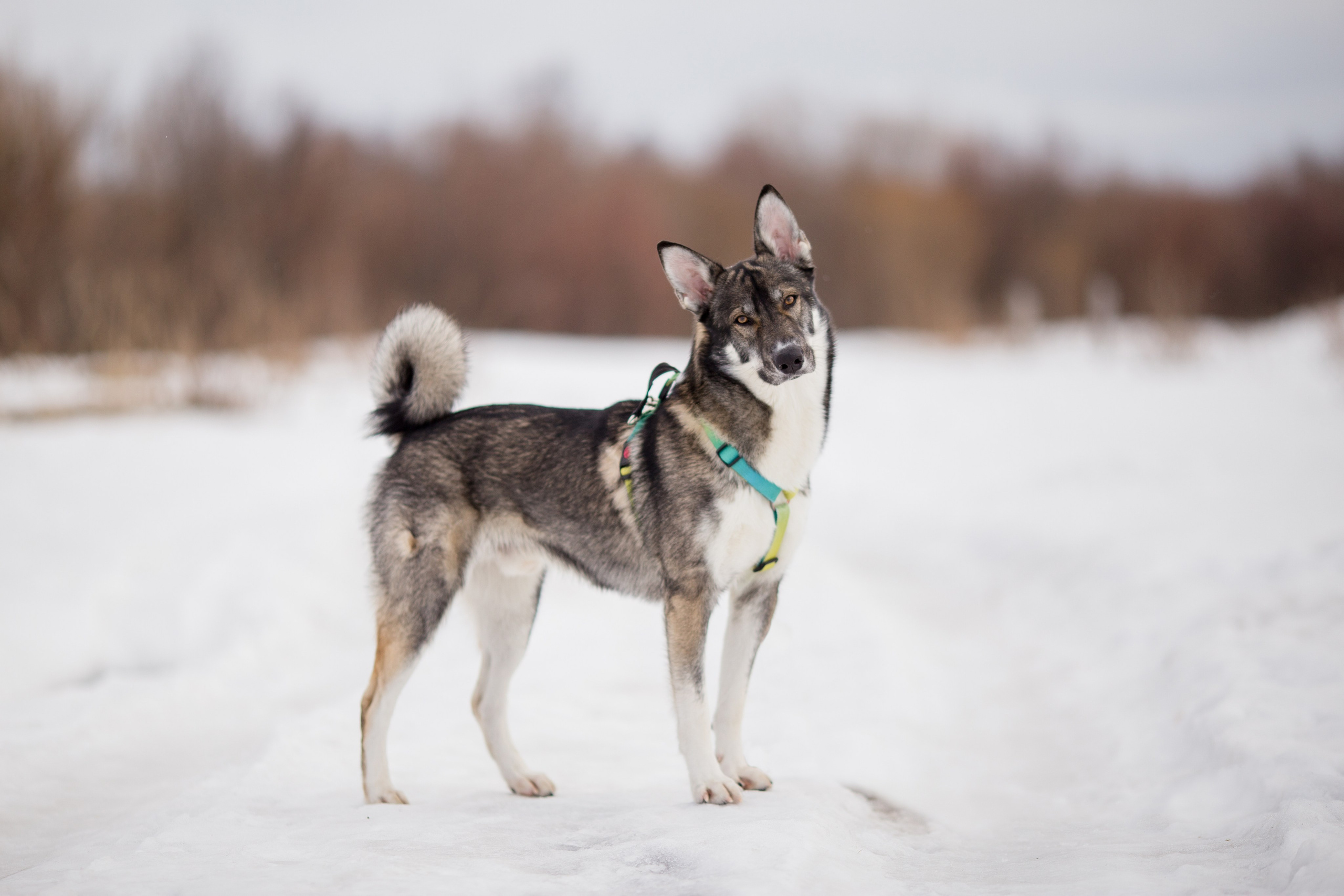 Фотосессия с собакой в Архангельске