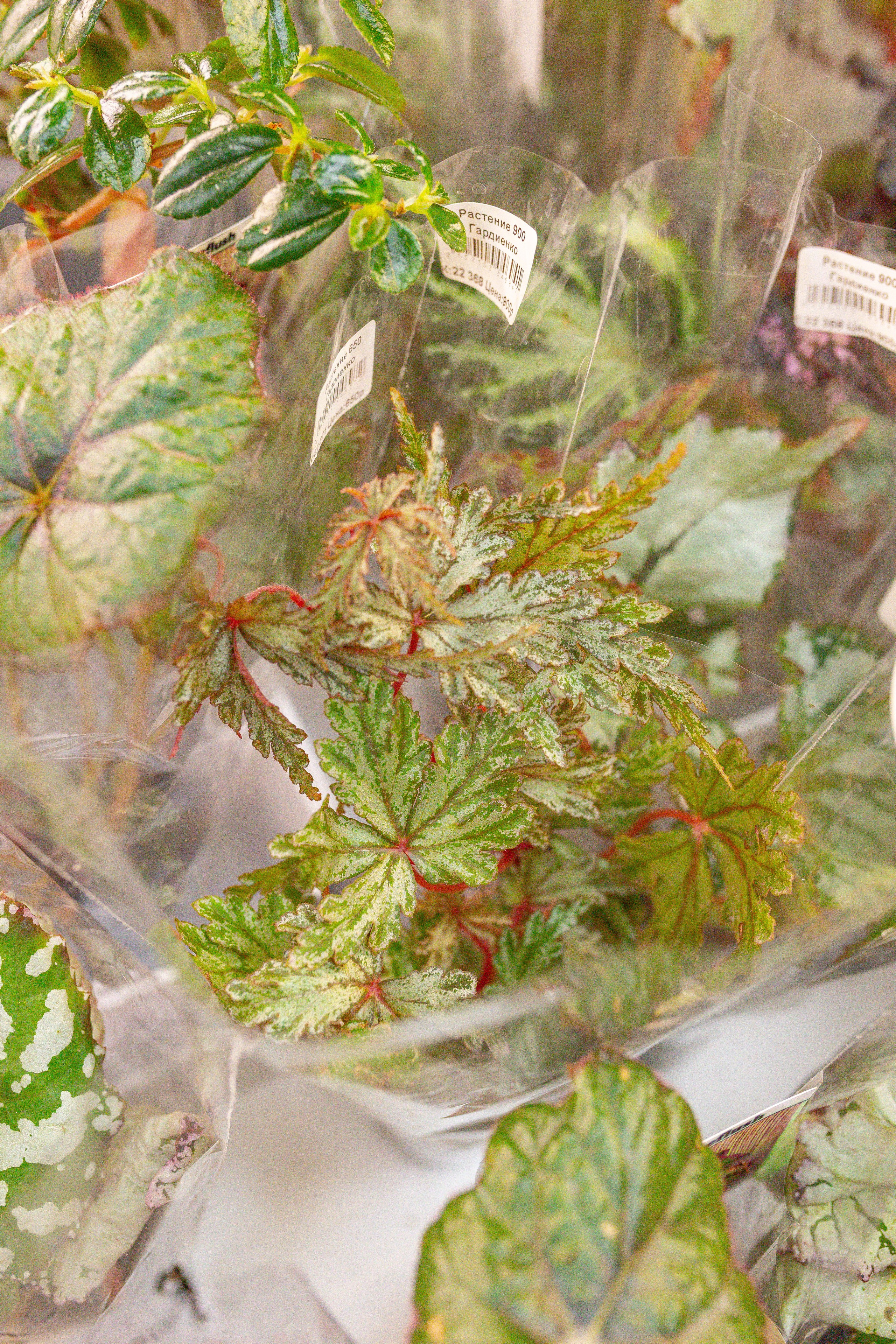 Монстериум апрель 2026. Александра Куликова фотограф, Москва