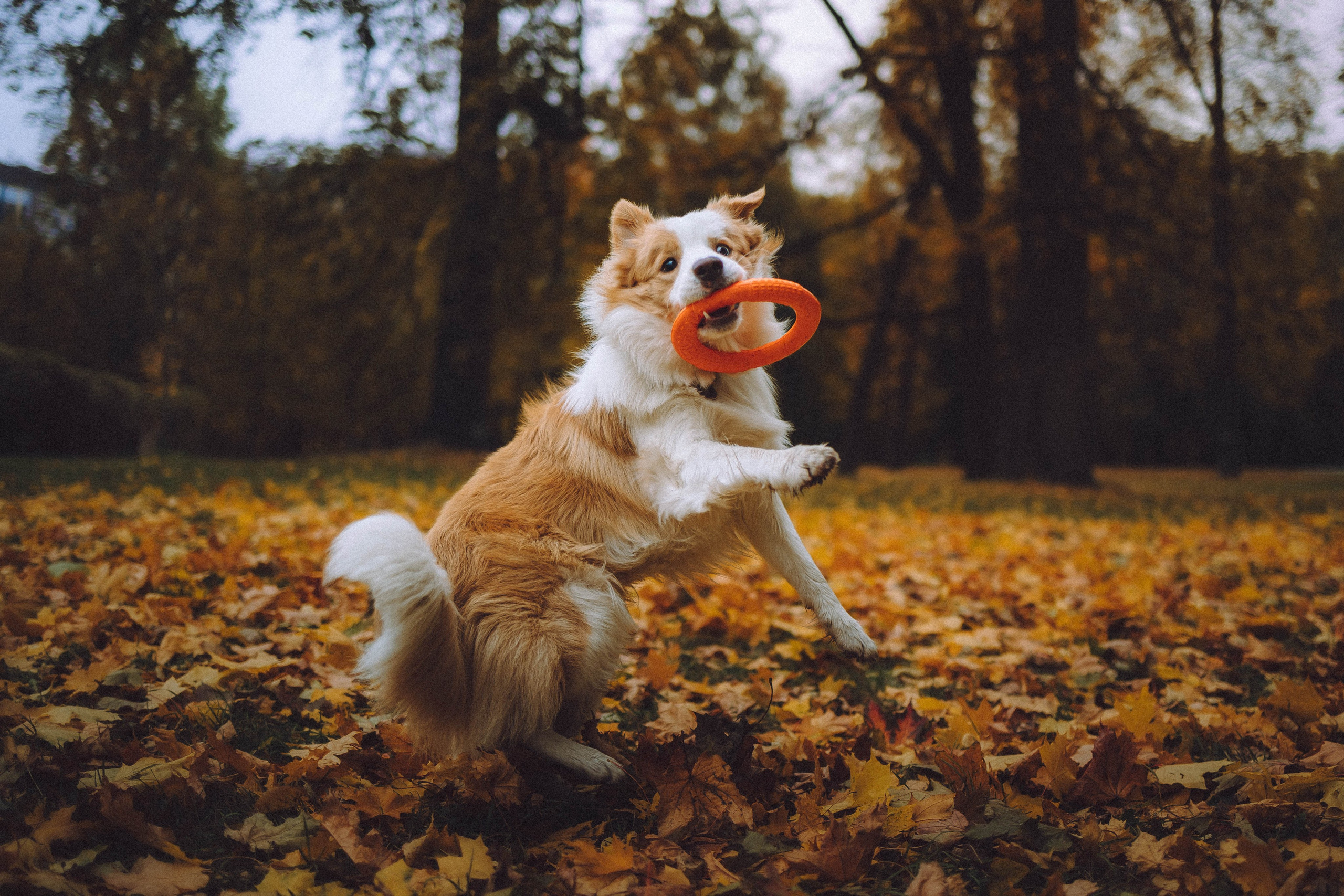 Алина, Витя и Асти