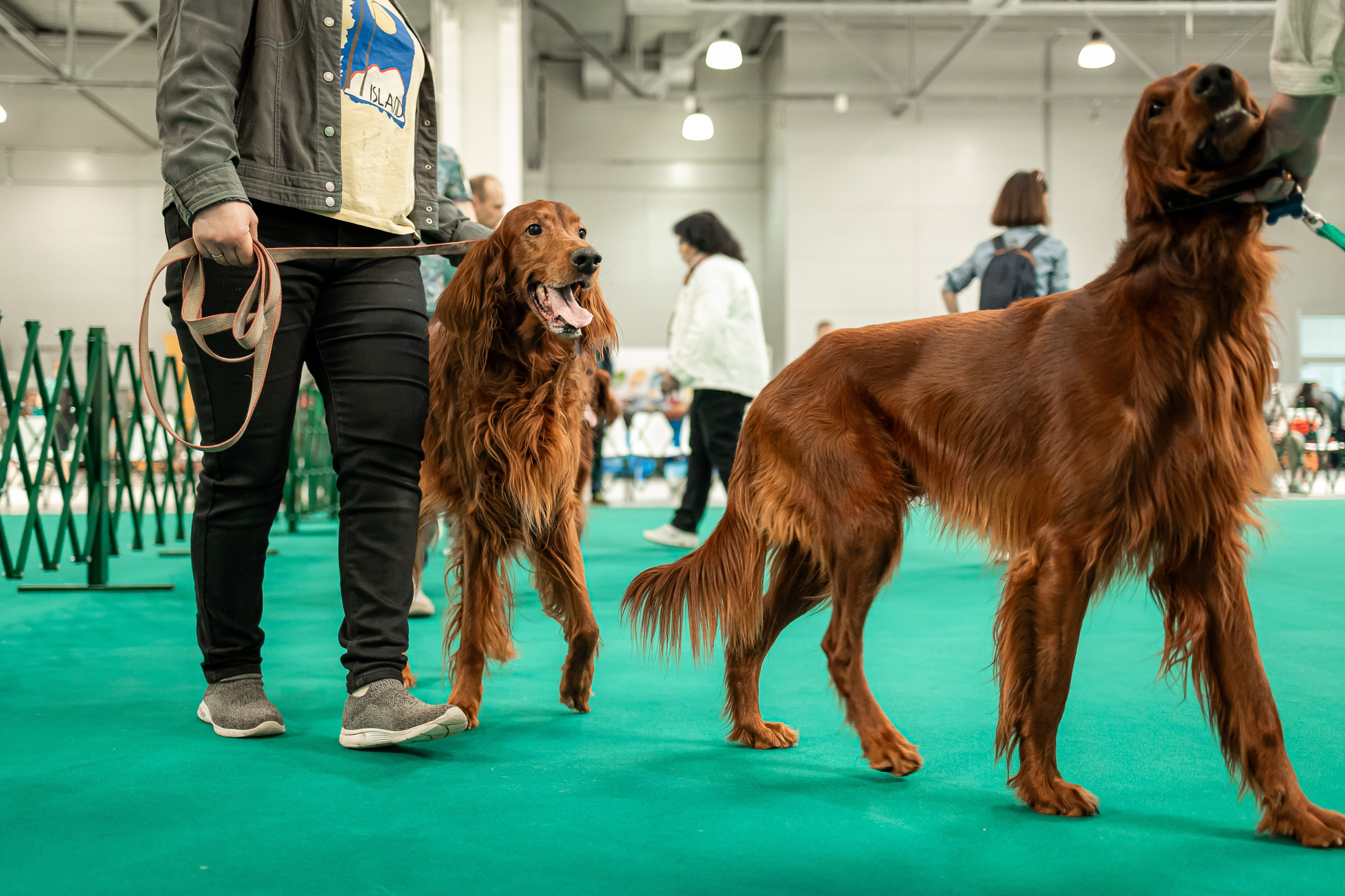 Выставка сеттеров 19.05.24