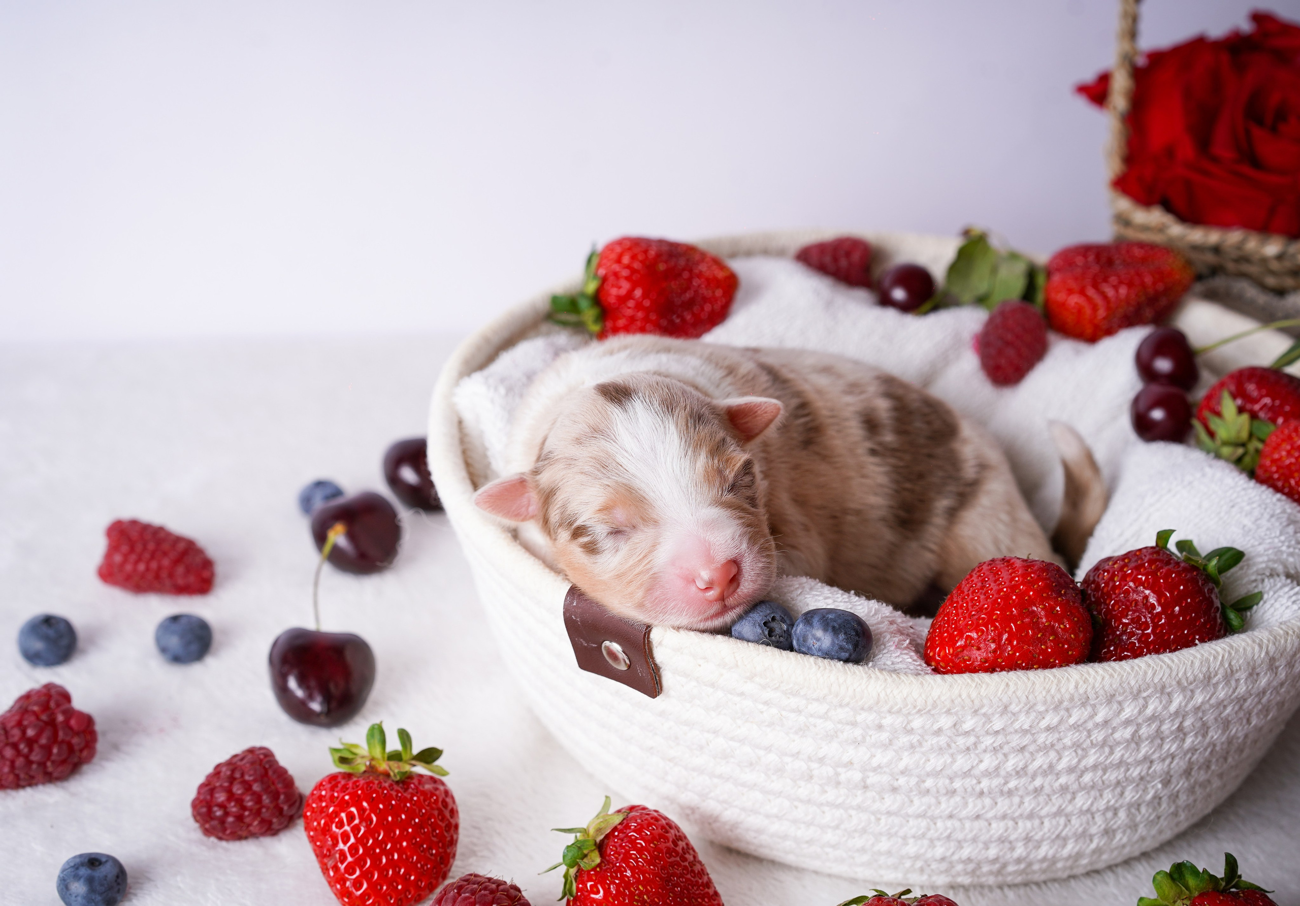 Щенки аусси. Фотограф-анималист в Санкт-Петербурге Яна Мартынова