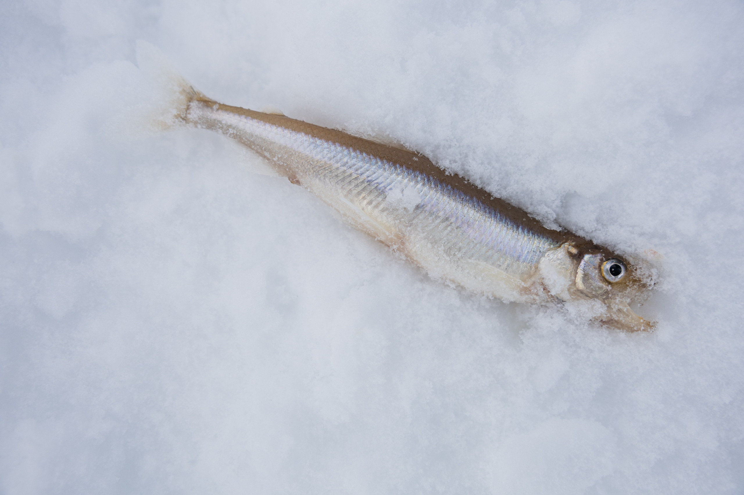 Кировск. Рыбаки. Алиса Северная. Визуальные исследования. Пейзажная и документальная фотография